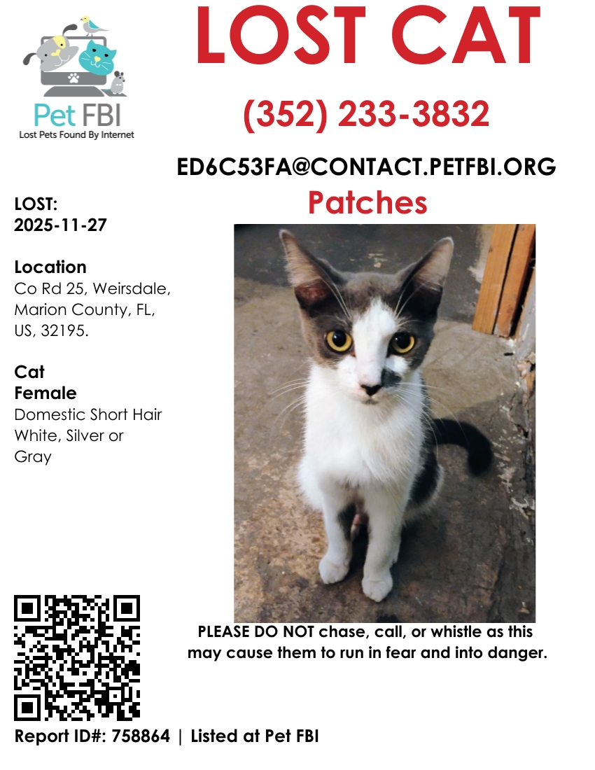 Pet FBI Report ID #758864 for a LOST CAT | Pet FBI Pets Found By Internet