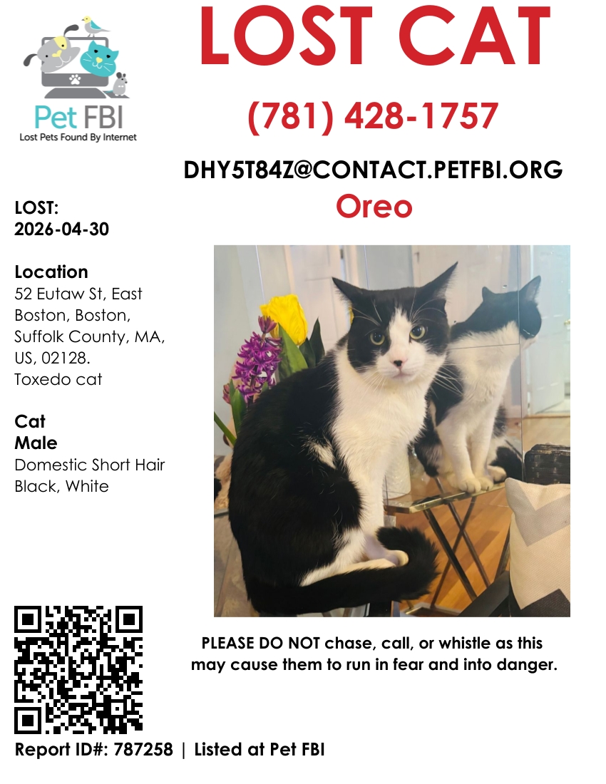 Pet FBI Report ID #787258 for a LOST CAT | Pet FBI Pets Found By Internet