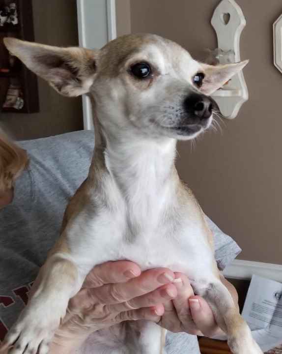 Pet FBI Report ID 152760 For Found Dog PetFBI Pets Found By Internet