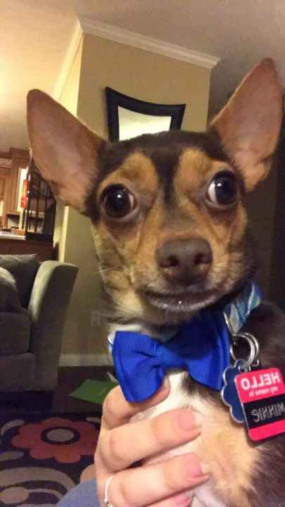 pet-fbi-report-id-157546-for-lost-dog-minnie-petfbi-pets-found
