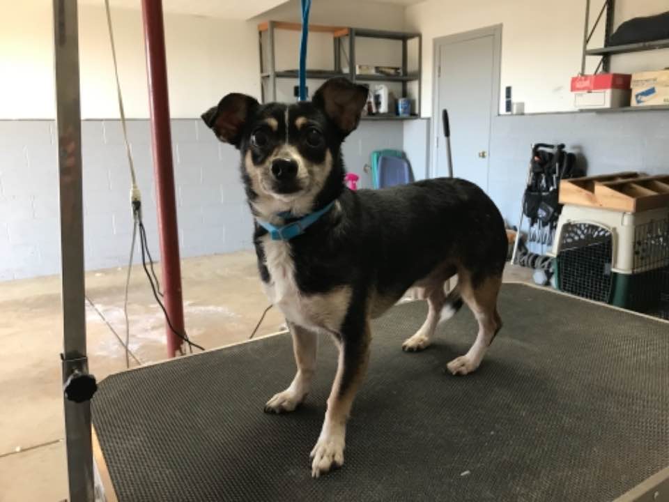 hopewell flea collar