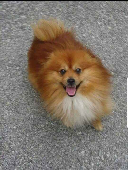 Pet FBI Report ID 165835 For Lost Dog PELUCHE PetFBI Pets Found