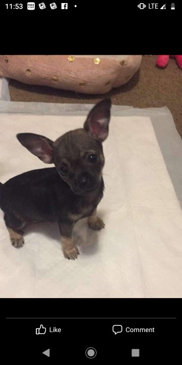 Pet FBI Report ID 334052 For Lost Dog Ruby PetFBI Pets Found By 
