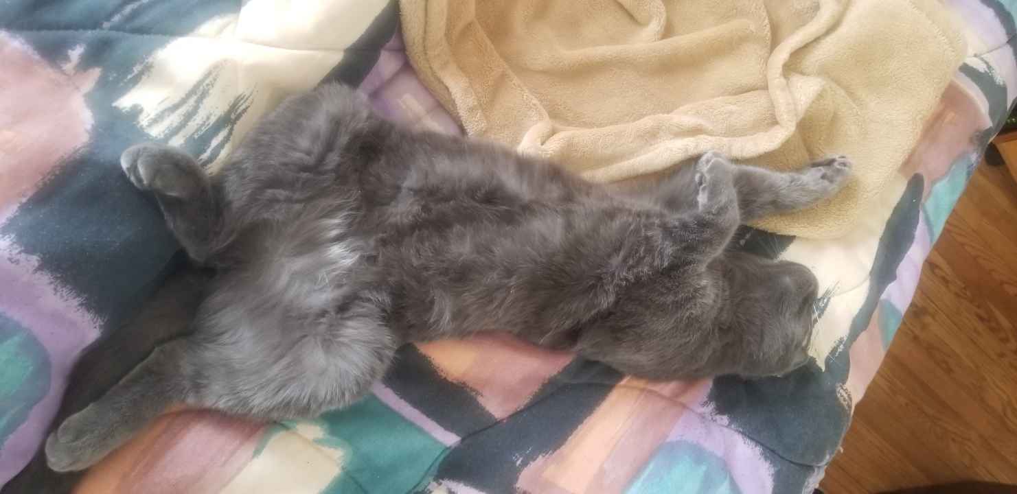 Pet FBI Report ID 338589 For Lost Cat Sweetness PetFBI Pets