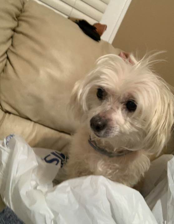 Pet FBI Report ID 348524 For Lost Dog Rory PetFBI Pets Found By 