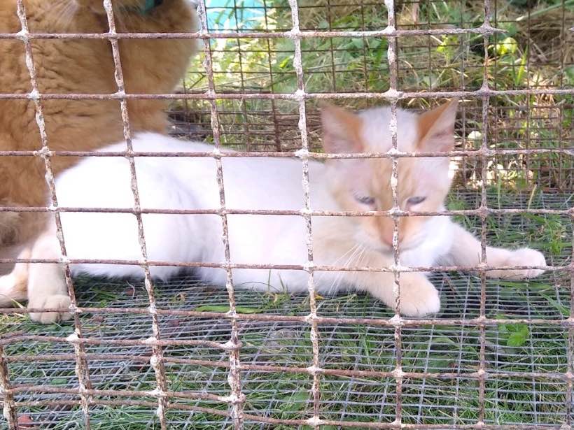 pet-fbi-report-id-358504-for-lost-cat-tally-petfbi-pets-found-by