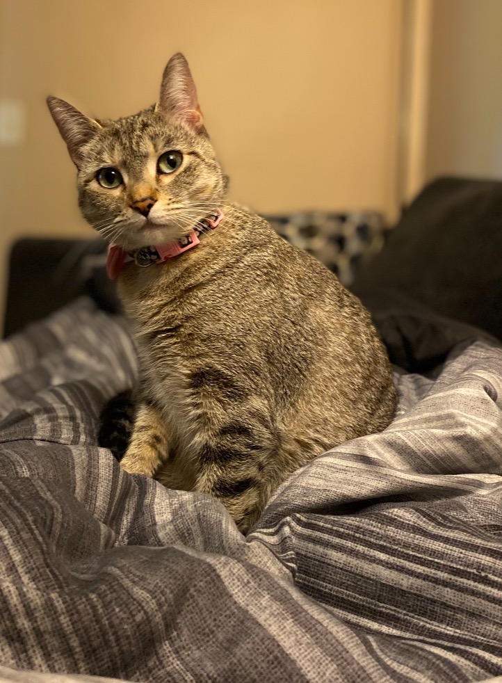 pet-fbi-report-id-385184-for-lost-cat-minnie-petfbi-pets-found