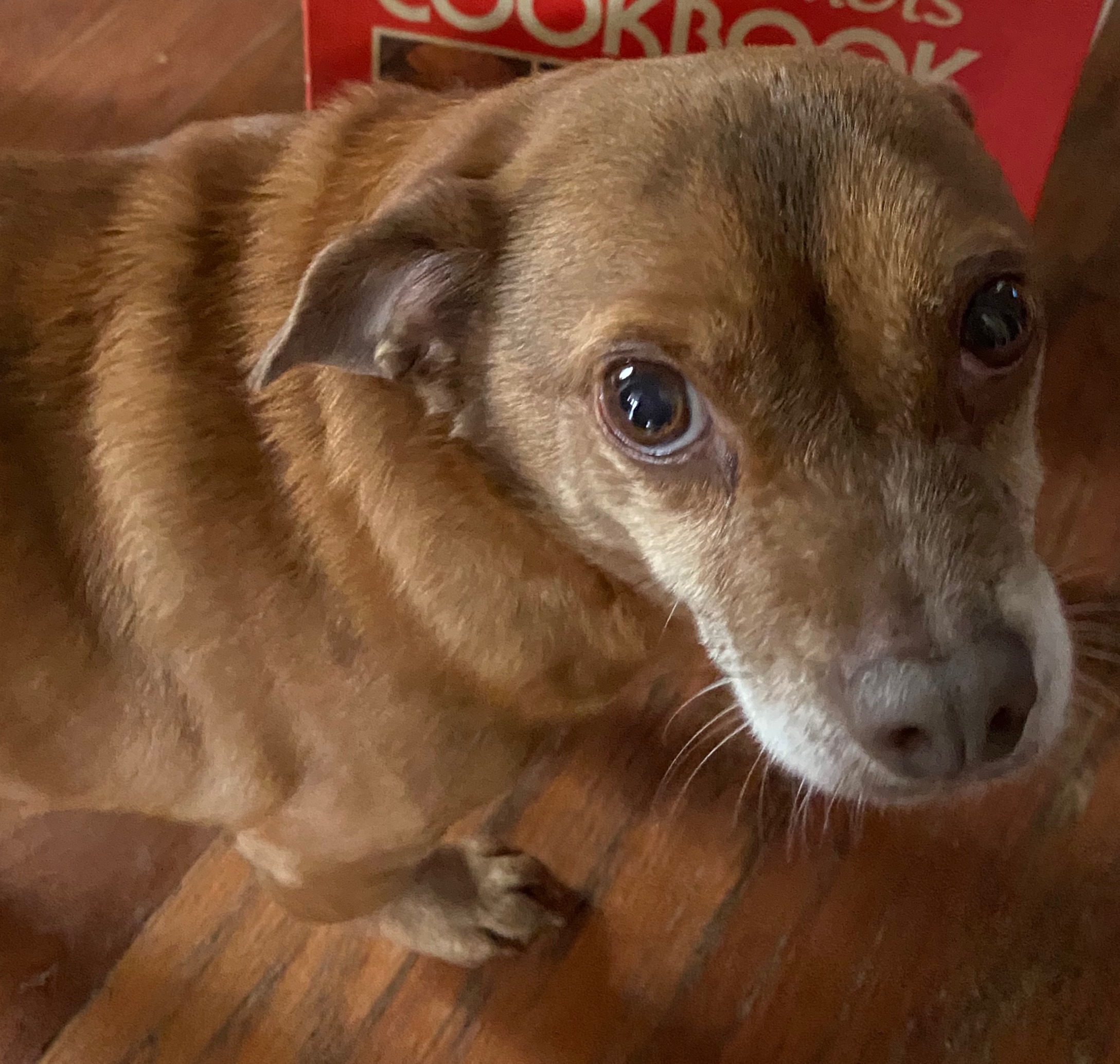 pet-fbi-report-id-387496-for-lost-dog-peanut-petfbi-pets-found