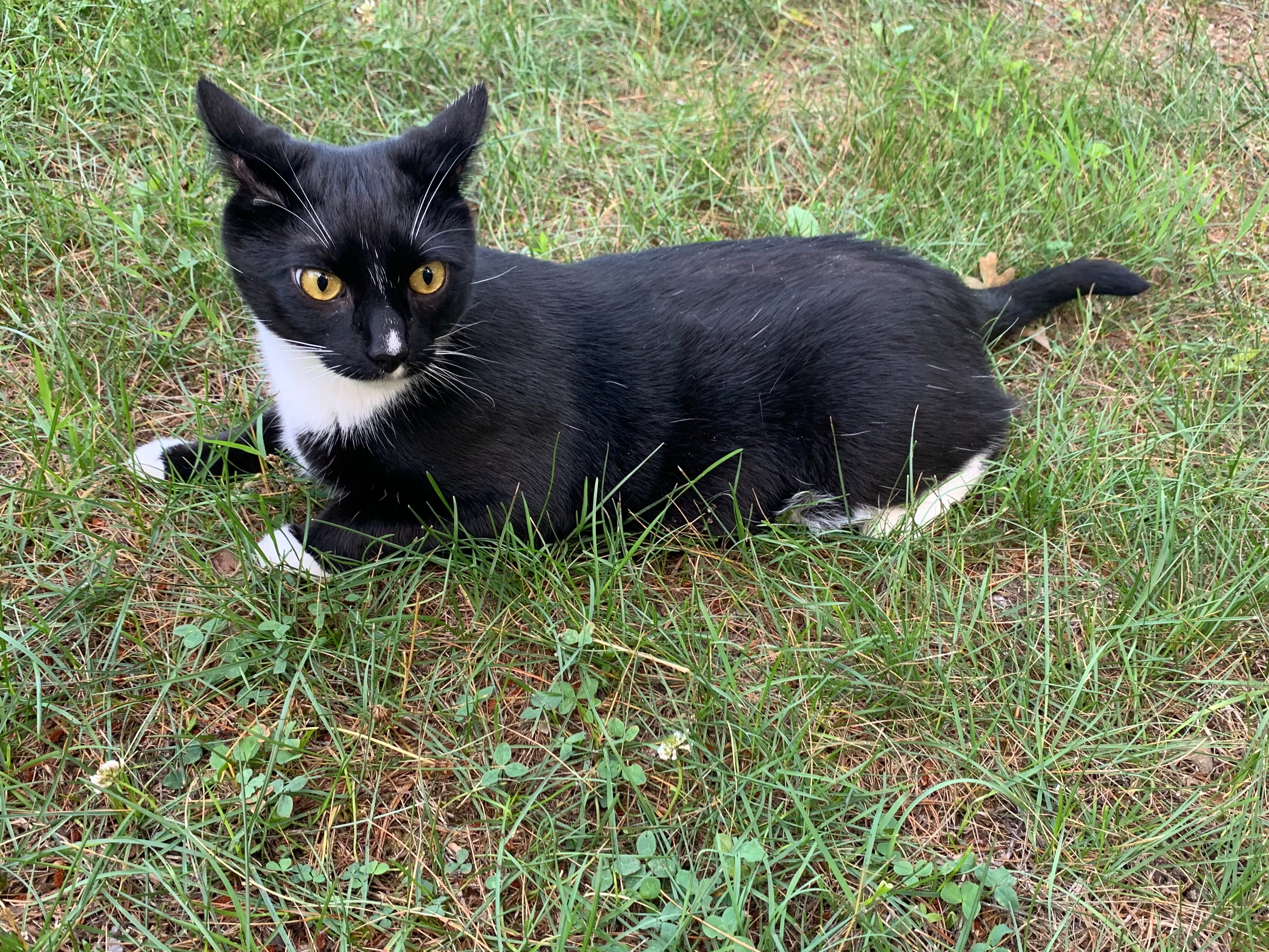 Pet FBI Report ID 404355 for a LOST CAT Pets Found by