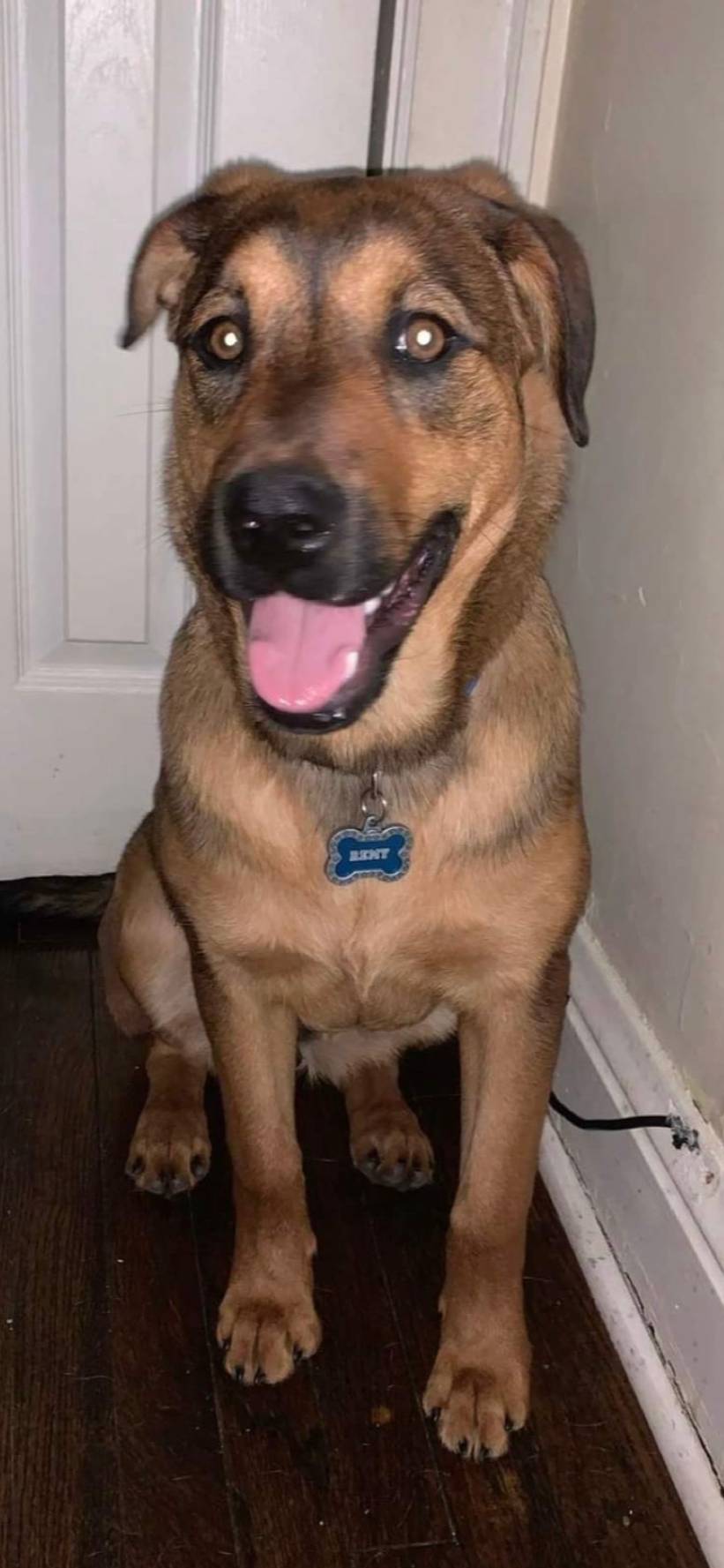 pet-fbi-report-id-426460-for-lost-dog-remy-petfbi-pets-found-by