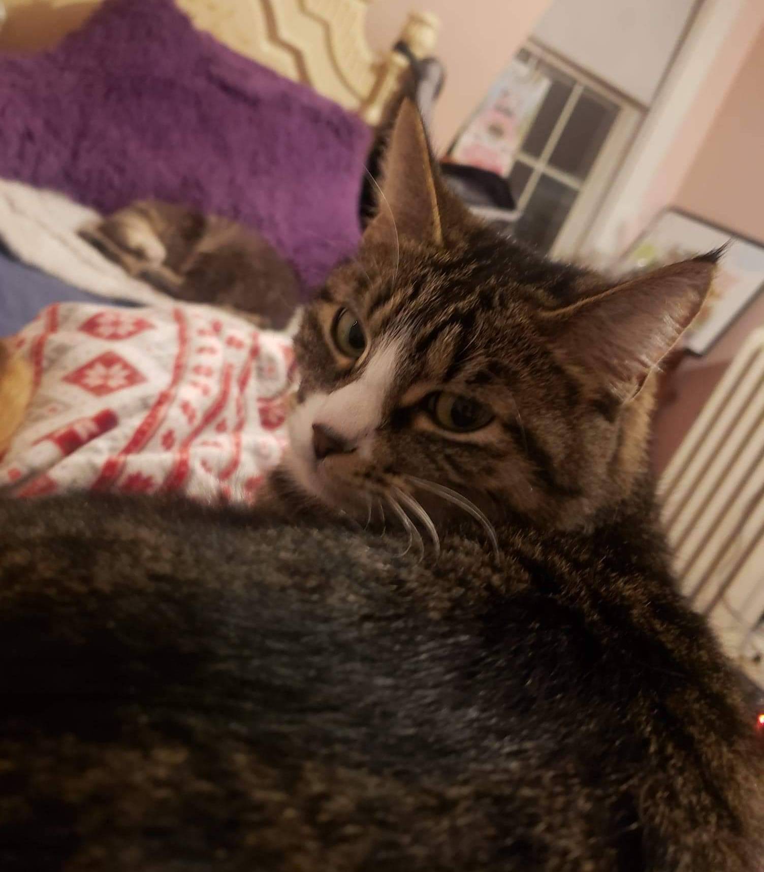 Pet FBI Report ID 480191 For A LOST CAT PetFBI Pets Found By pet-fbi-report-id-480191-for-a-lost-cat-petfbi-pets-found-by