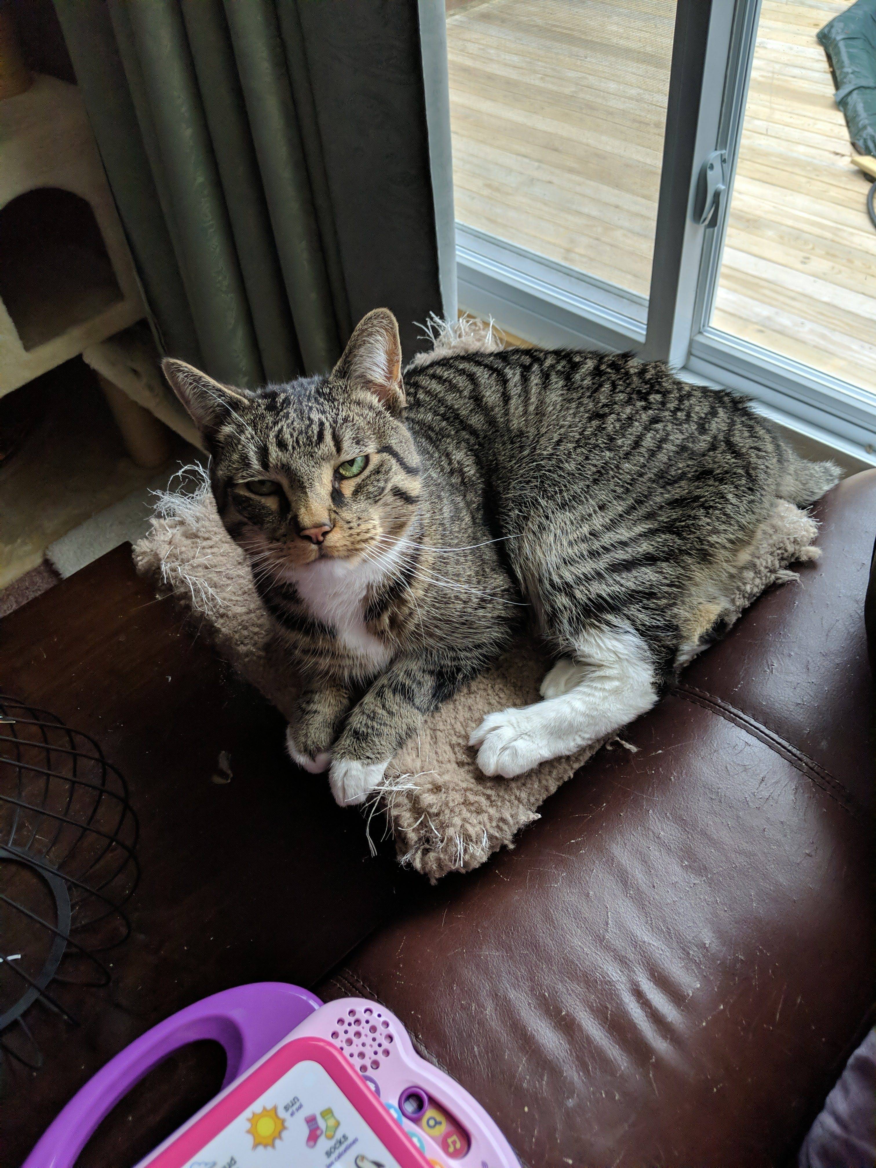 Pet FBI Report ID 483768 for Lost Cat Milo Pets Found by