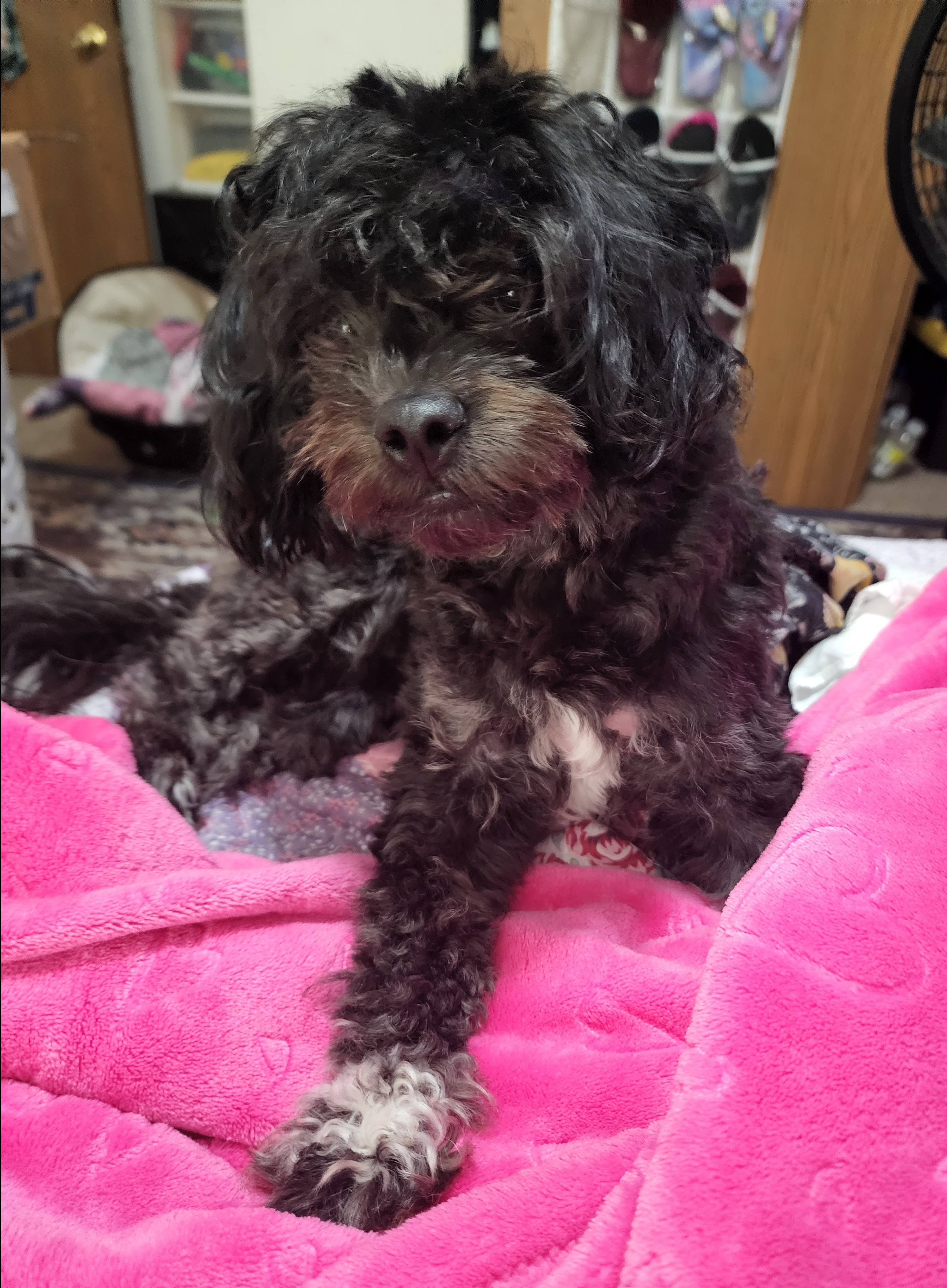 Pet FBI Report ID 496058 For Lost Dog Luna Bear PetFBI Pets pet-fbi-report-id-496058-for-lost-dog-luna-bear-petfbi-pets
