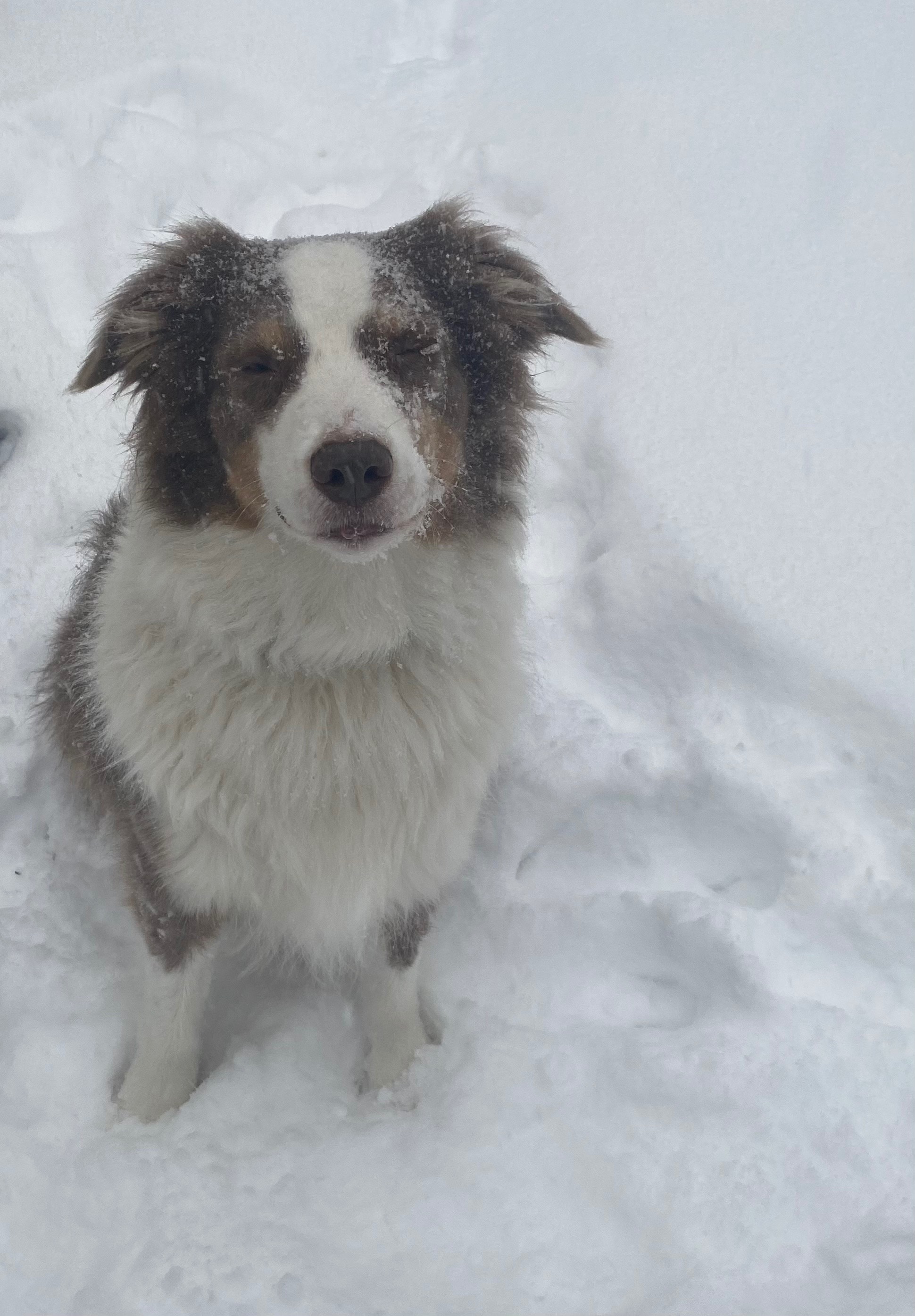 Pet FBI Report ID 502597 for a LOST DOG Pets Found by