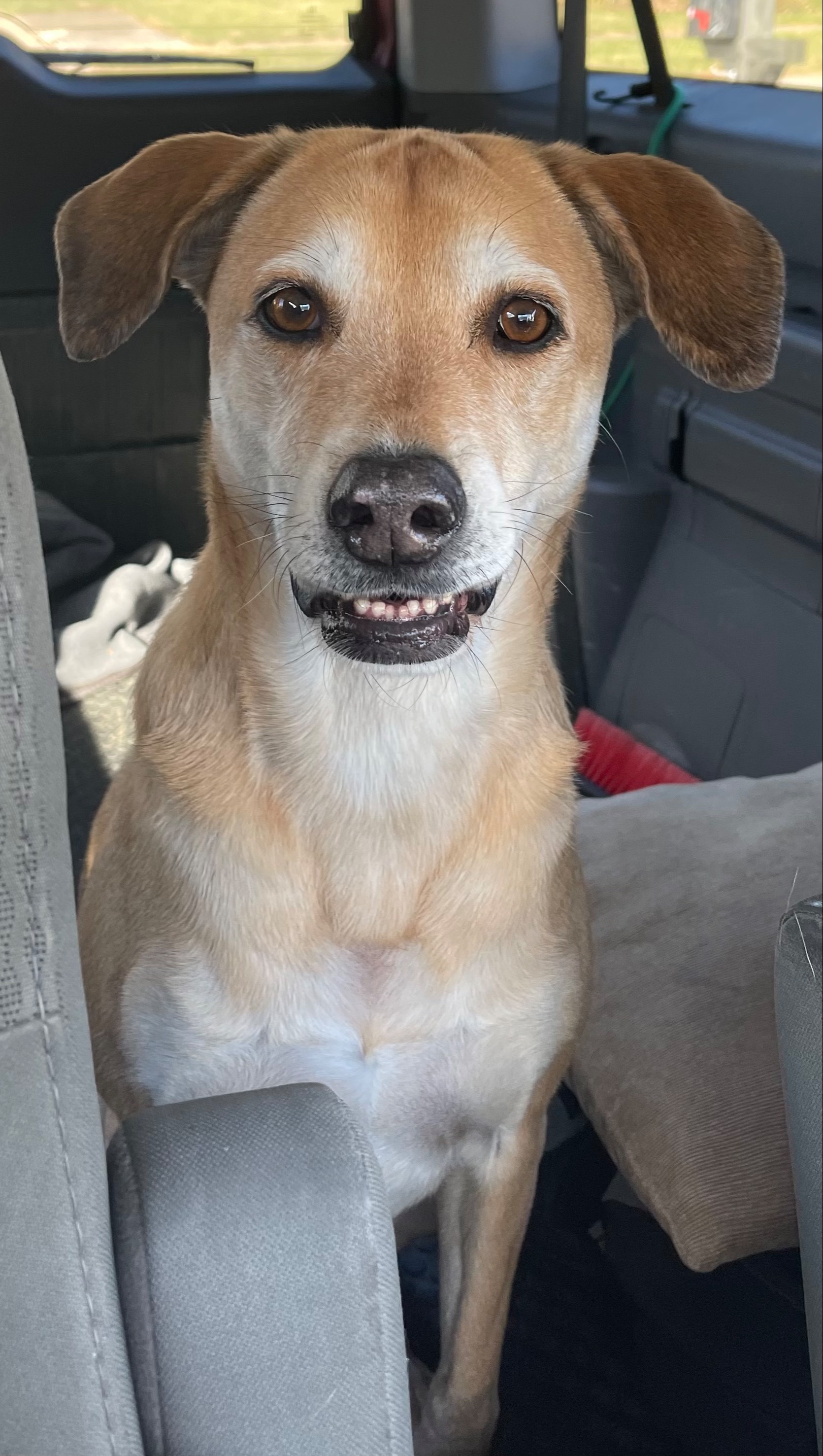 Pet FBI Report ID 505537 For Found Dog PetFBI Pets Found By Internet pet-fbi-report-id-505537-for-found-dog-petfbi-pets-found-by-internet