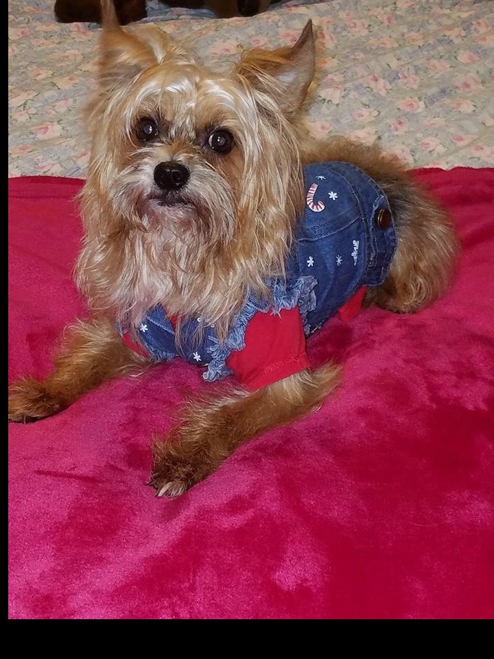 Pet FBI Report ID 526495 For Lost Dog Rex Medina PetFBI Pets pet-fbi-report-id-526495-for-lost-dog-rex-medina-petfbi-pets