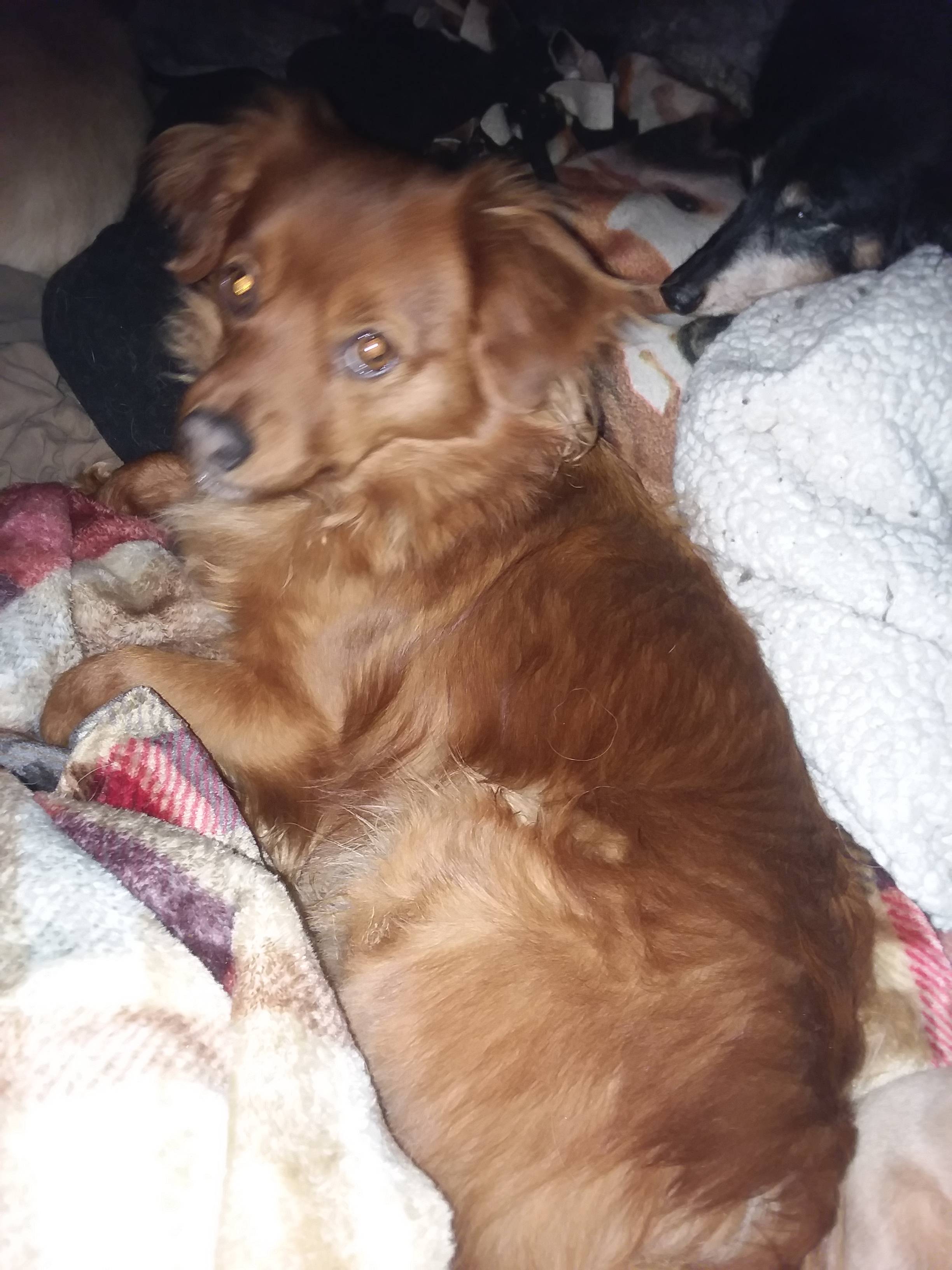 pet-fbi-report-id-531694-for-a-lost-dog-petfbi-pets-found-by