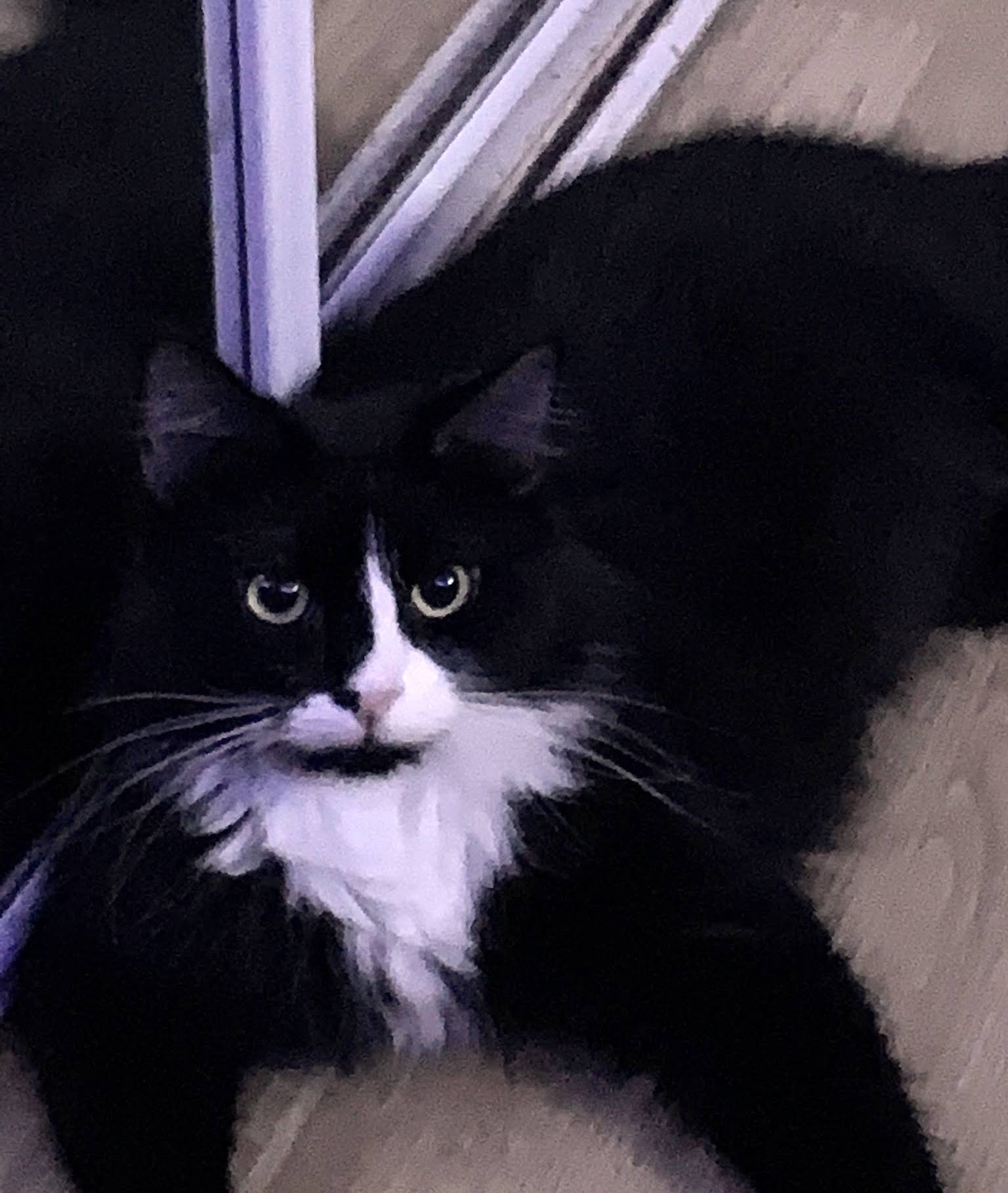 pet-fbi-report-id-537397-for-a-lost-cat-petfbi-pets-found-by