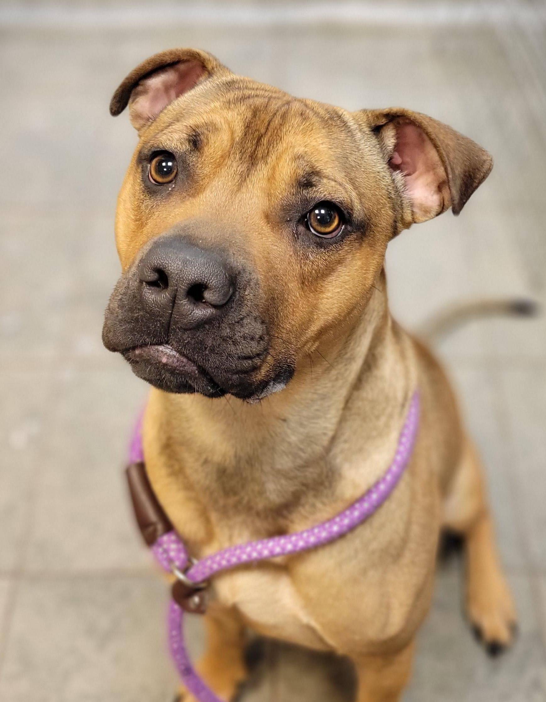 Petfbi - l3312yr
