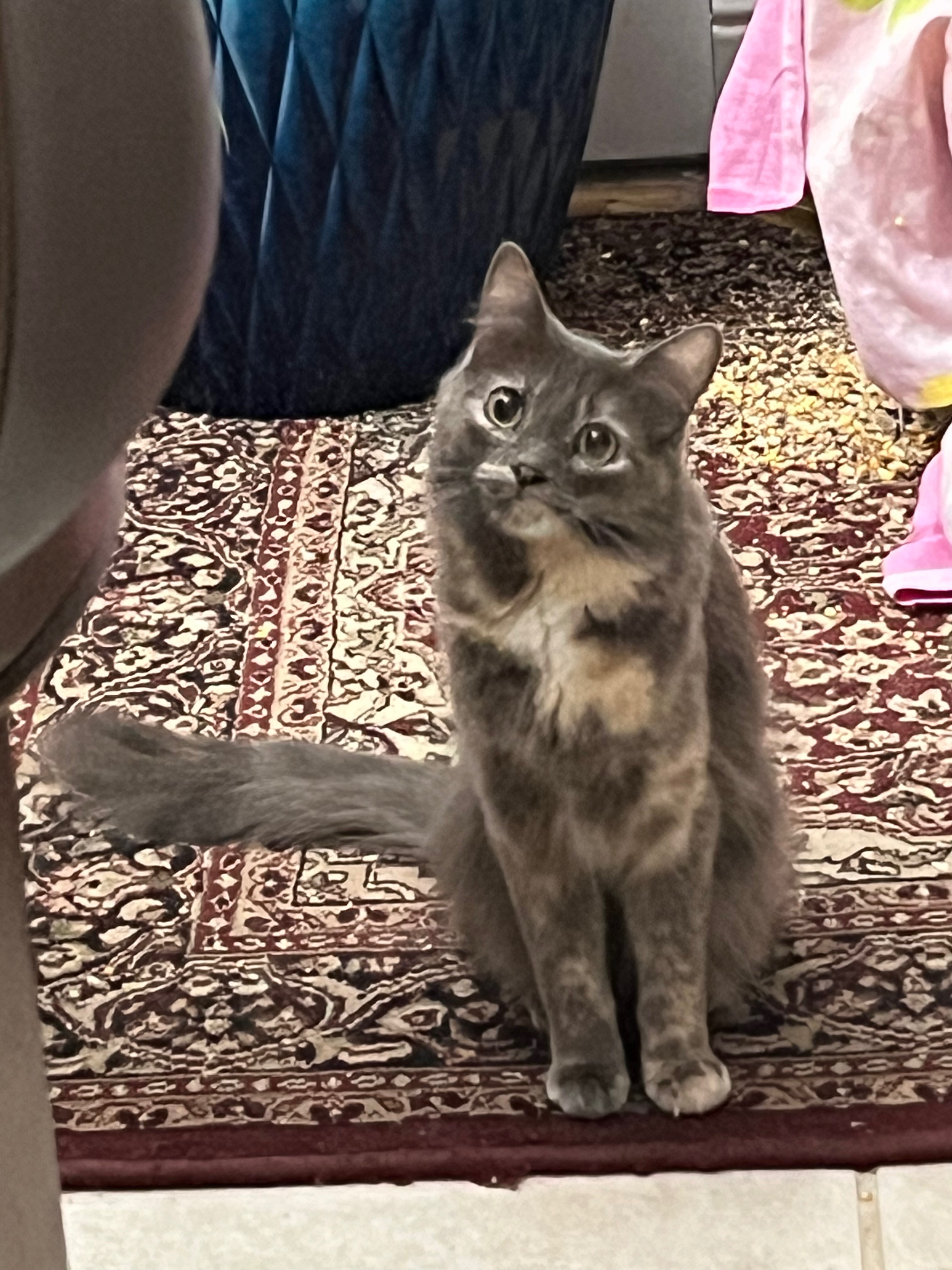 Petfbi - c7jh1i5