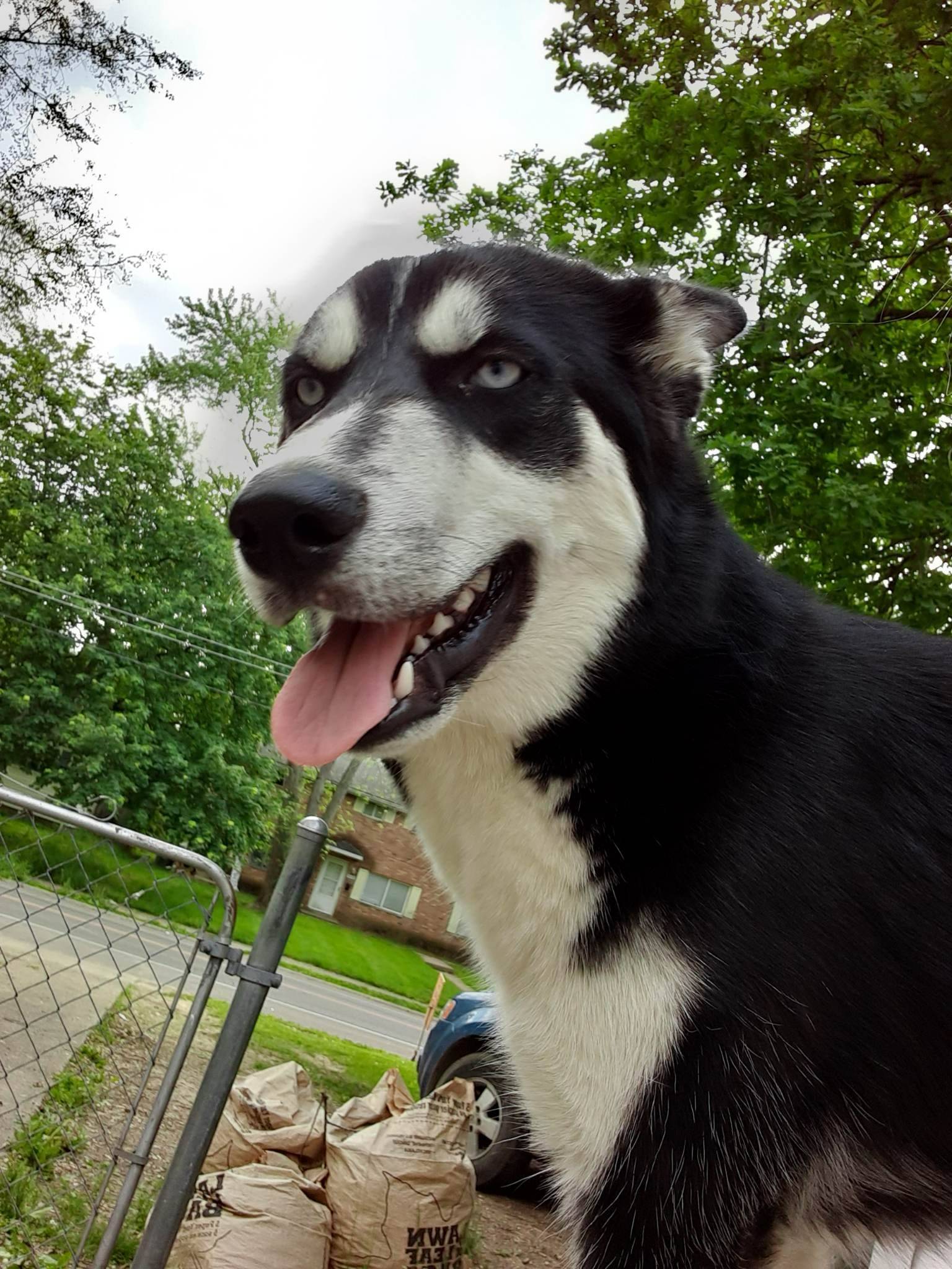 pet-fbi-report-id-544459-for-a-lost-dog-petfbi-pets-found-by