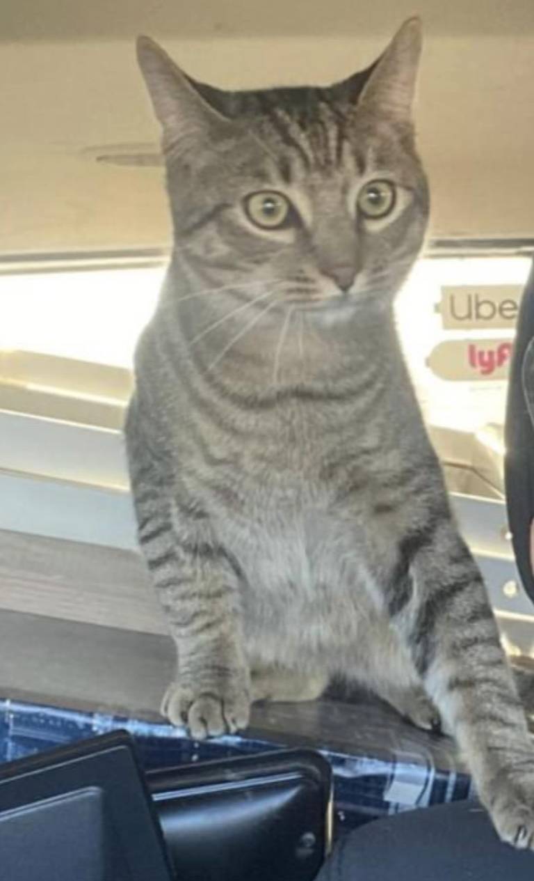 Pet FBI Report ID 544491 For A LOST CAT PetFBI Pets Found By pet-fbi-report-id-544491-for-a-lost-cat-petfbi-pets-found-by