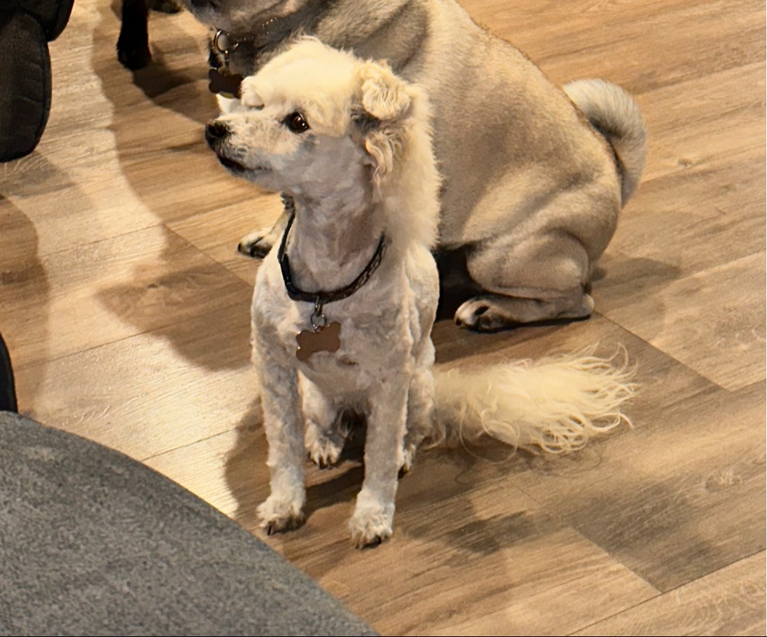 Pet FBI Report ID 547642 For A LOST DOG PetFBI Pets Found By pet-fbi-report-id-547642-for-a-lost-dog-petfbi-pets-found-by