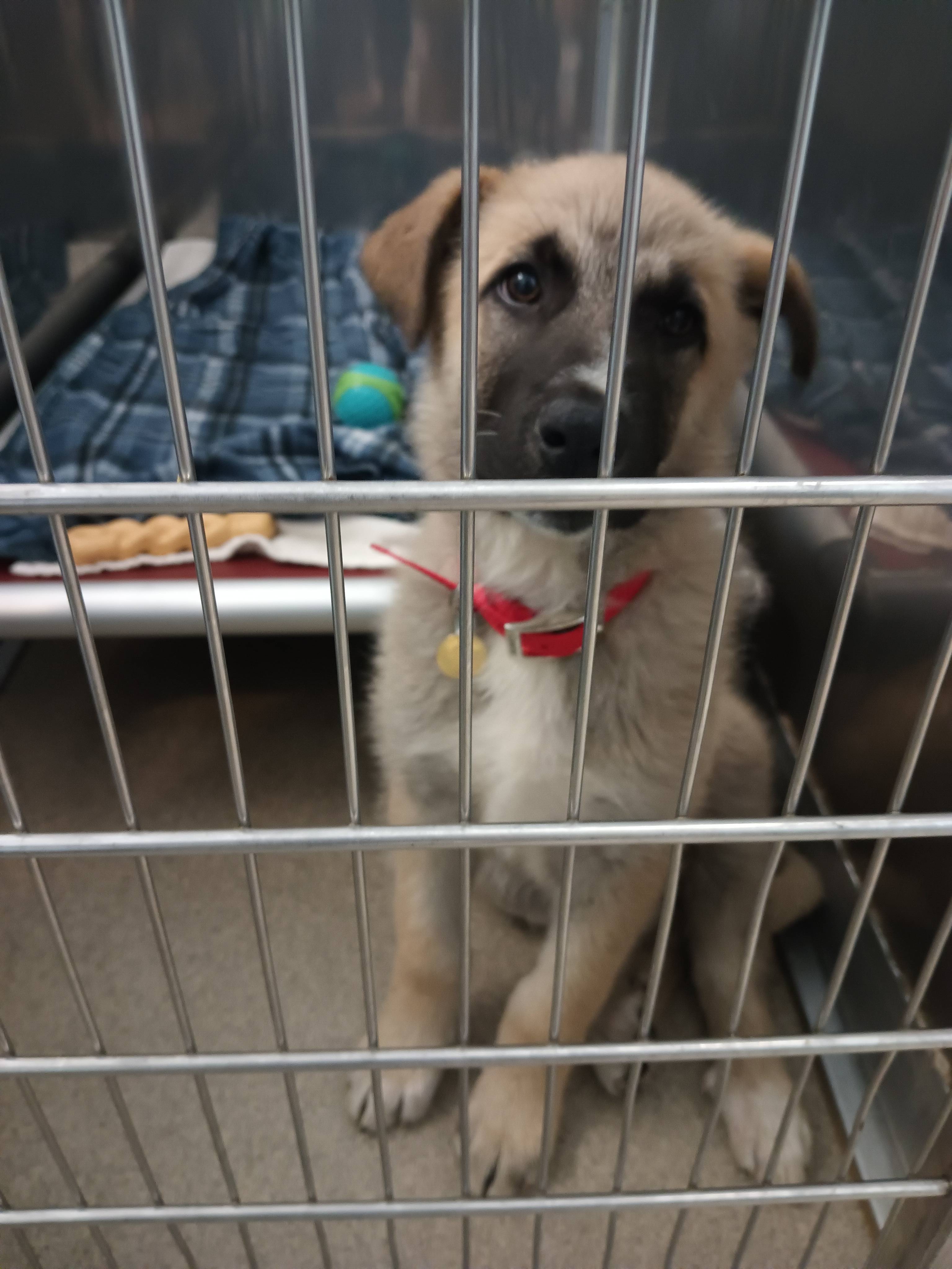 Cincinnati Craigslist Org Pets 33 - 93z9kgg