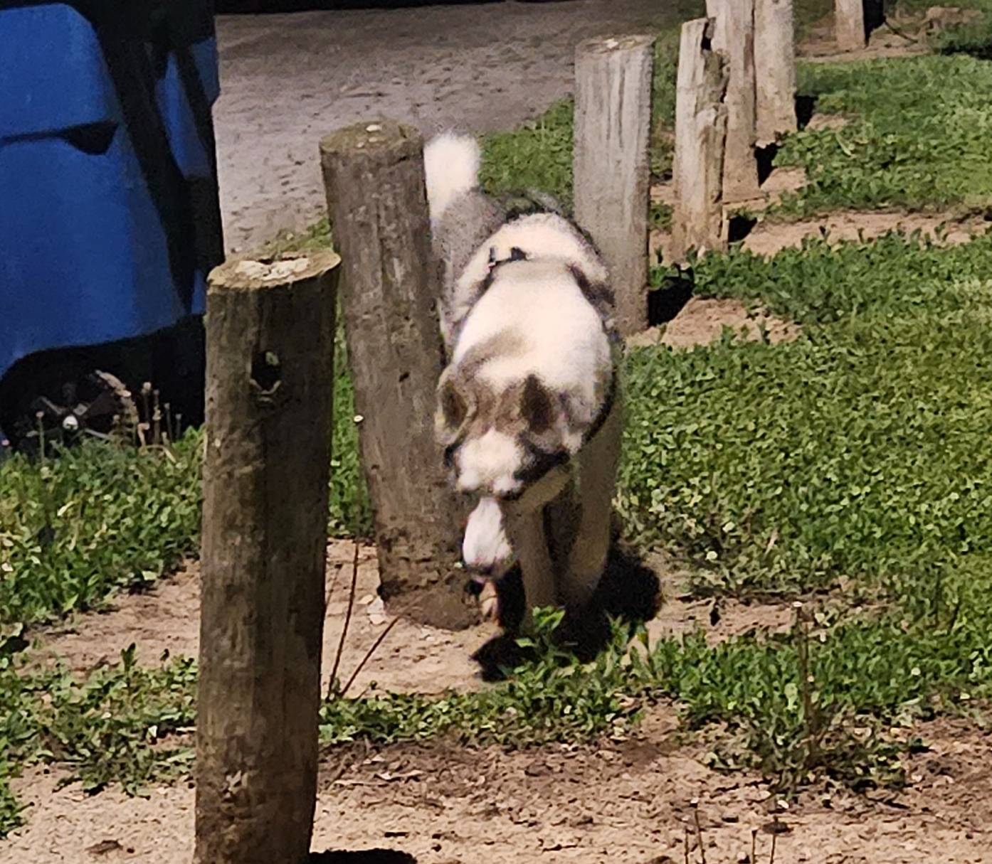 pet-fbi-report-id-548694-for-a-lost-dog-petfbi-pets-found-by