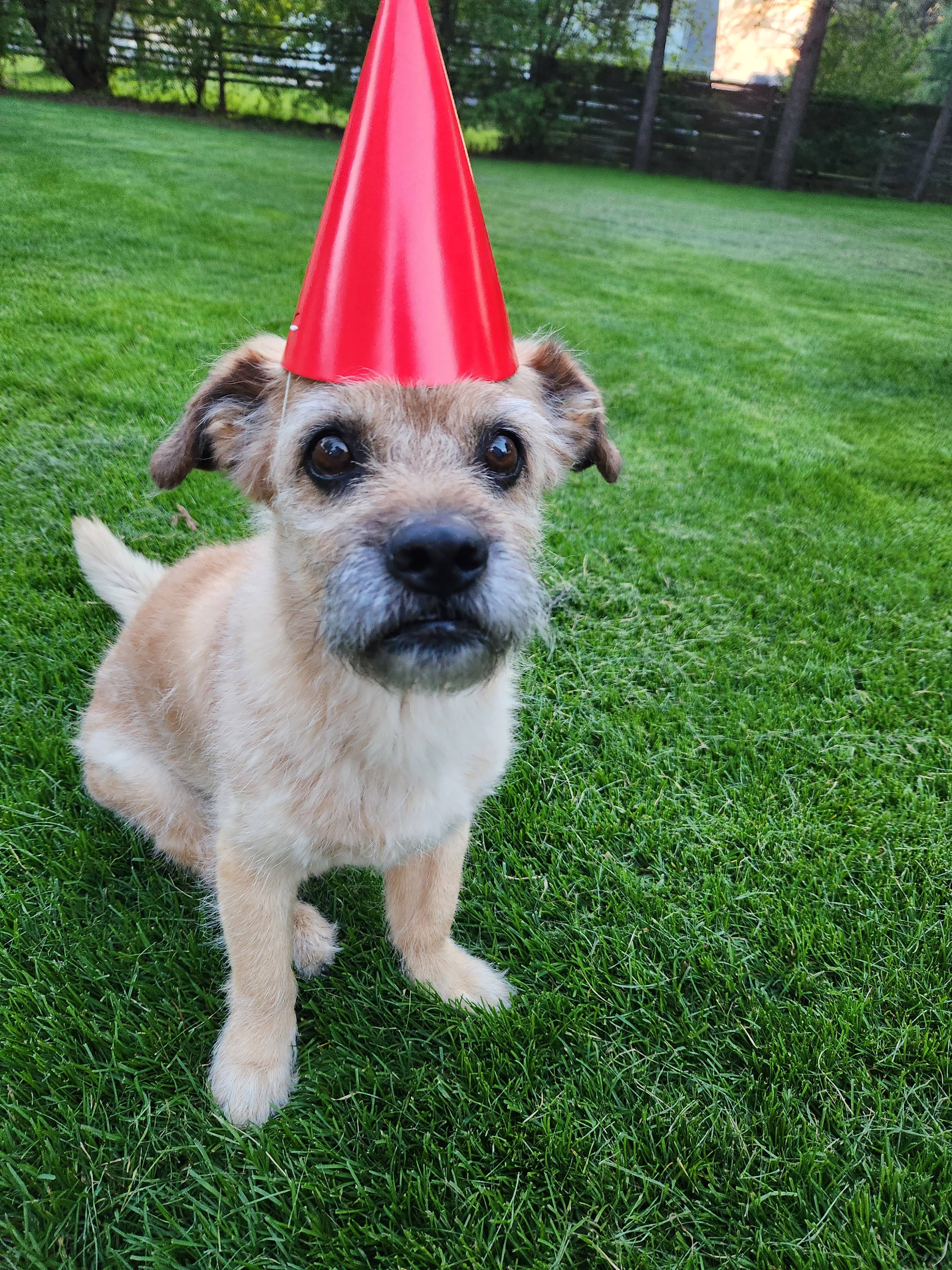 pet-fbi-report-id-549756-for-lost-dog-rollie-petfbi-pets-found