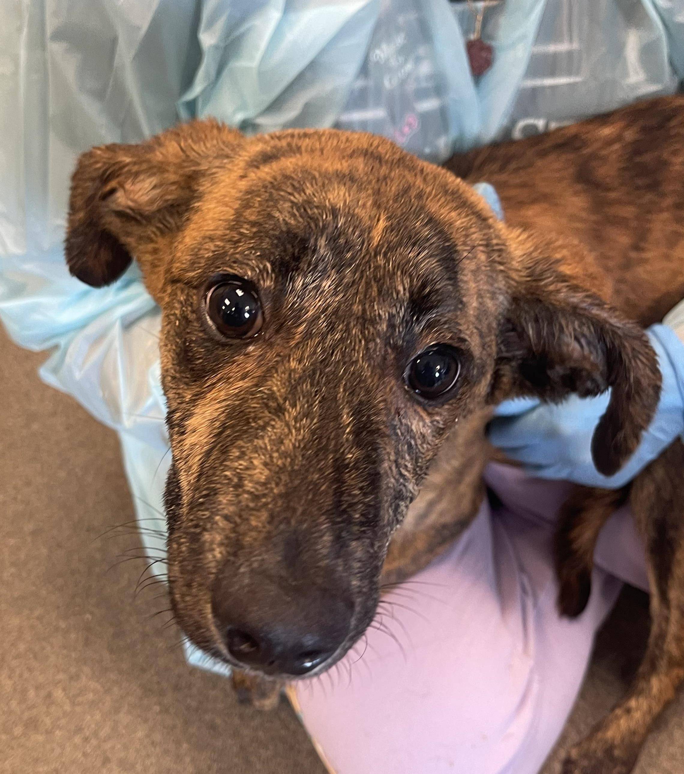 Cincinnati Craigslist Org Pets 43 - gv8dogs