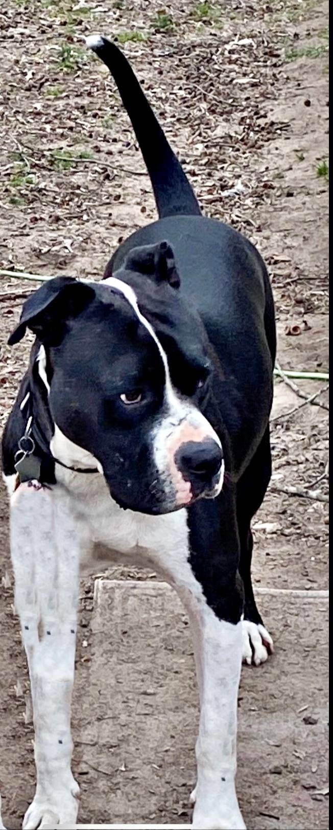 pet-fbi-report-id-563922-for-a-lost-dog-petfbi-pets-found-by