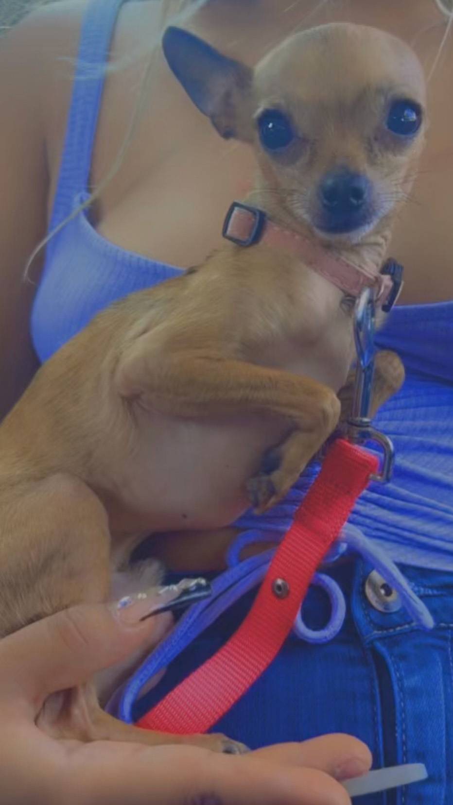 Pet FBI Report ID 572079 For A LOST DOG PetFBI Pets Found By pet-fbi-report-id-505537-for-found-dog-petfbi-pets-found-by-internet