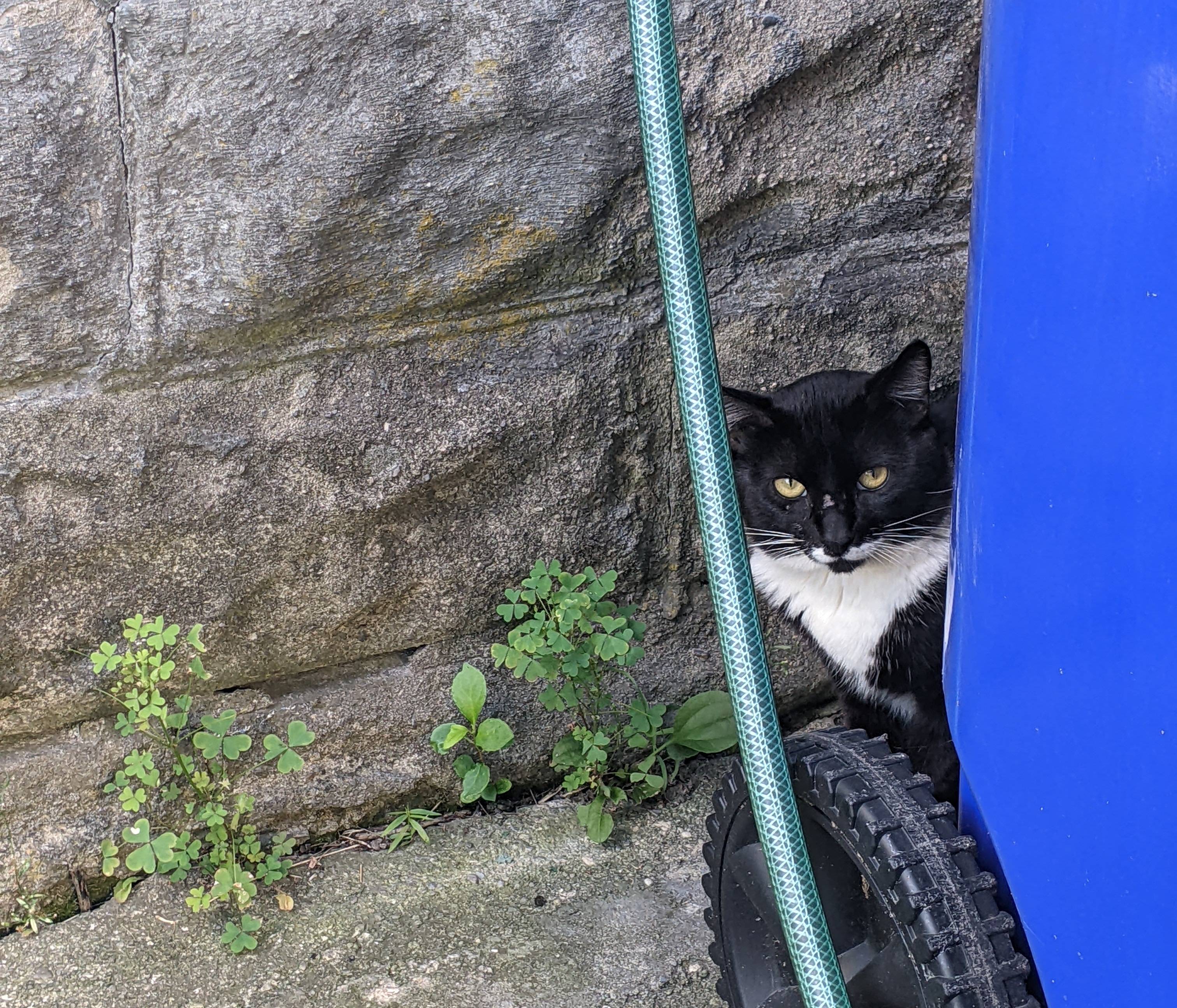 Pet FBI Report ID 574598 For A CAT SIGHTING PetFBI Pets Found By pet-fbi-report-id-574598-for-a-cat-sighting-petfbi-pets-found-by