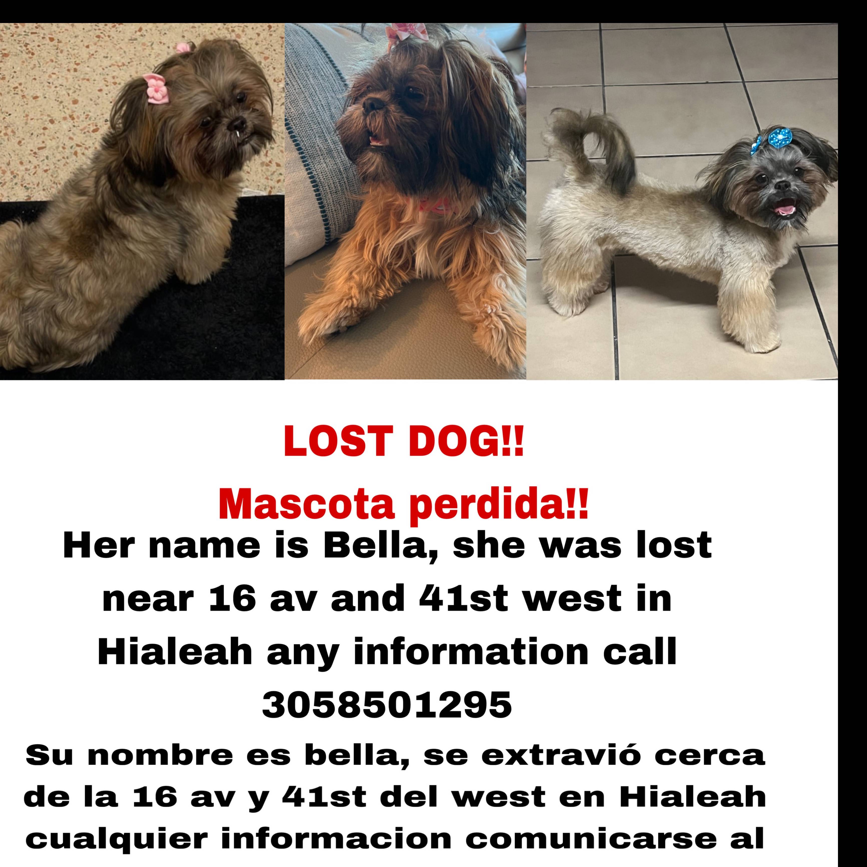 Pet FBI Report ID 574716 for a LOST DOG Pets Found by
