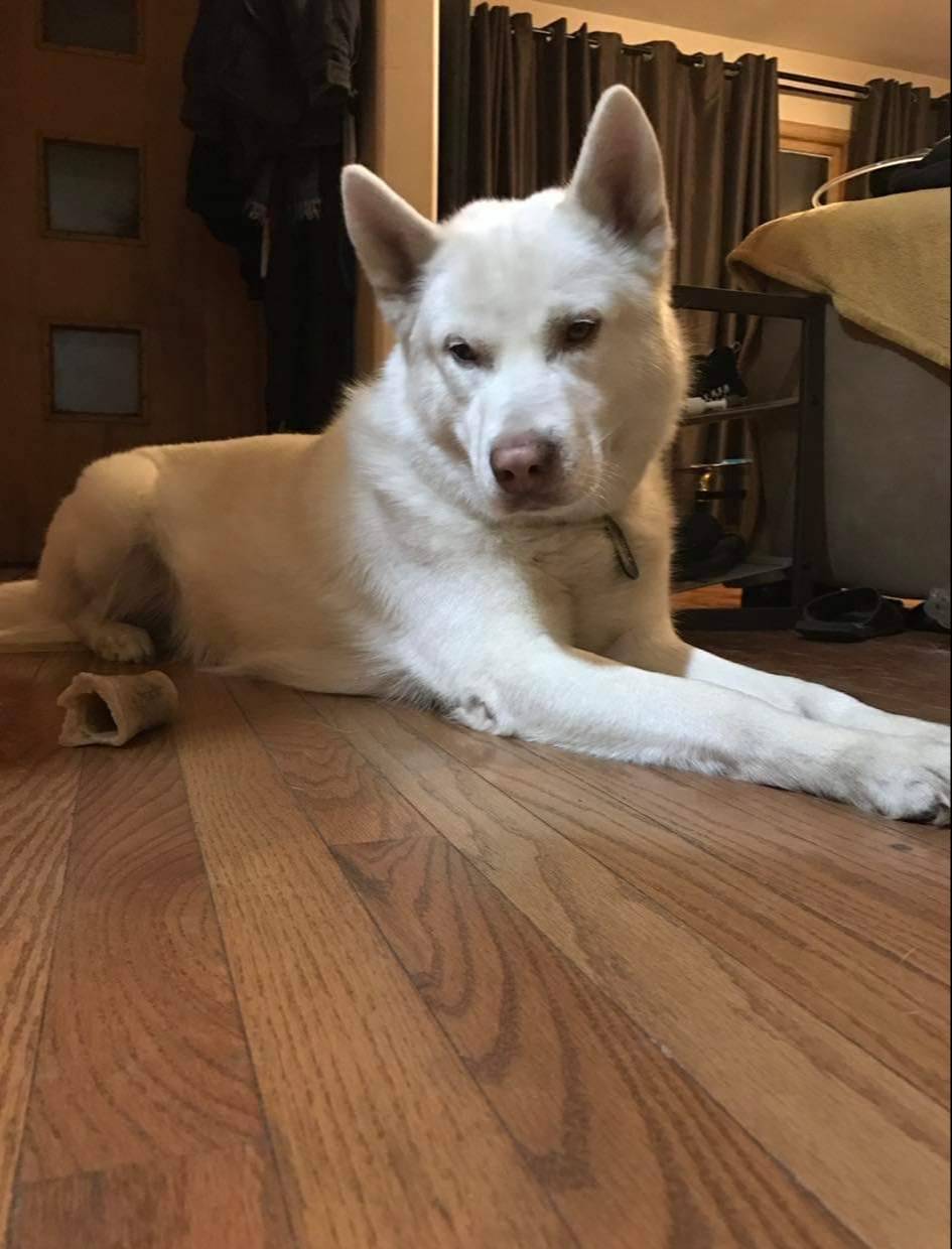 pet-fbi-report-id-578881-for-a-lost-dog-petfbi-pets-found-by