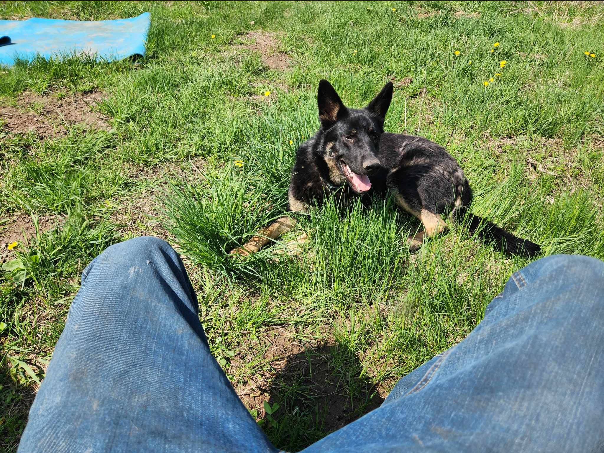 pet-fbi-report-id-580464-for-a-lost-dog-petfbi-pets-found-by