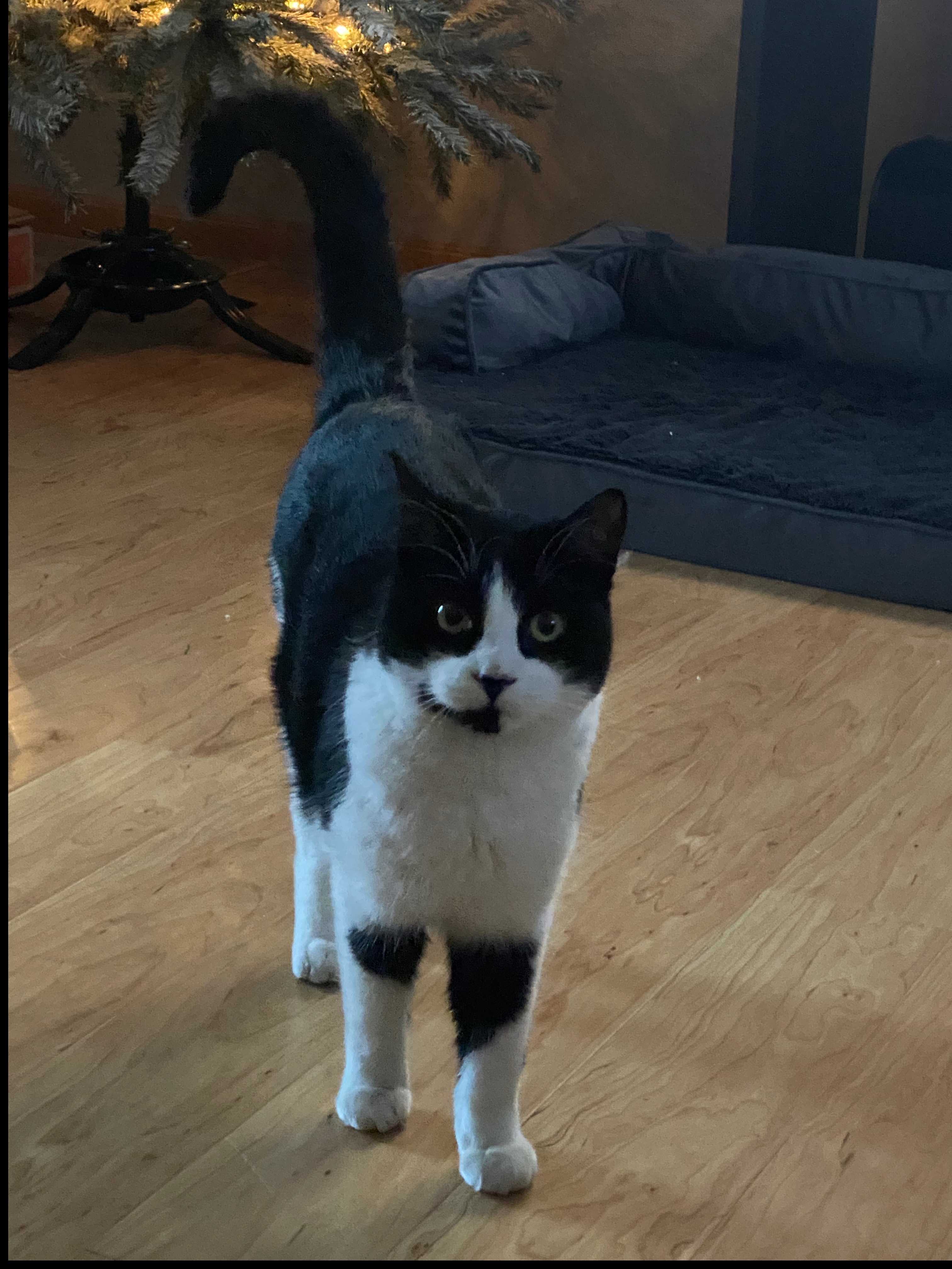 pet-fbi-report-id-581424-for-a-lost-cat-petfbi-pets-found-by