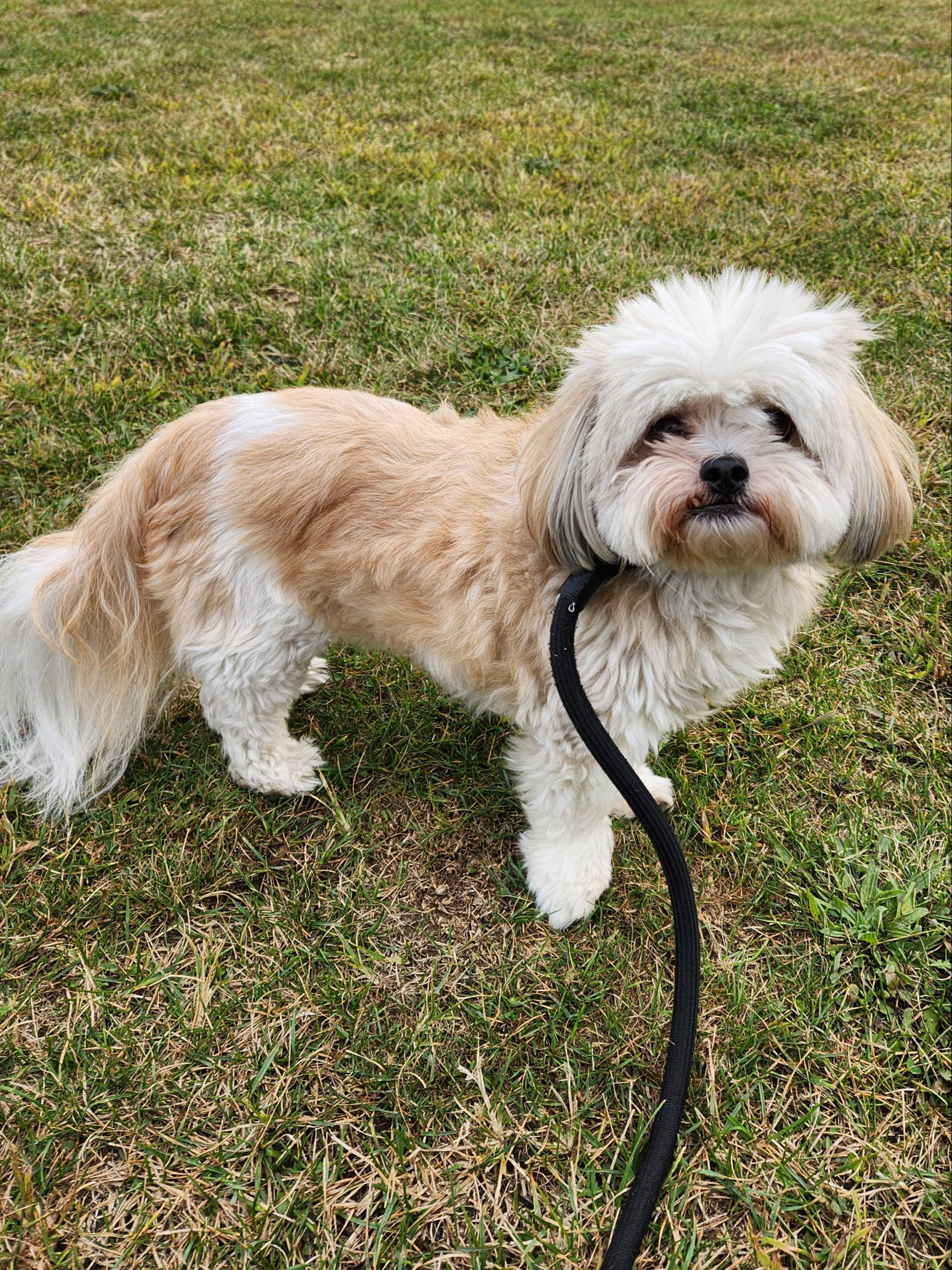 Cincinnati Craigslist Org Pets 43 - r87wcg9