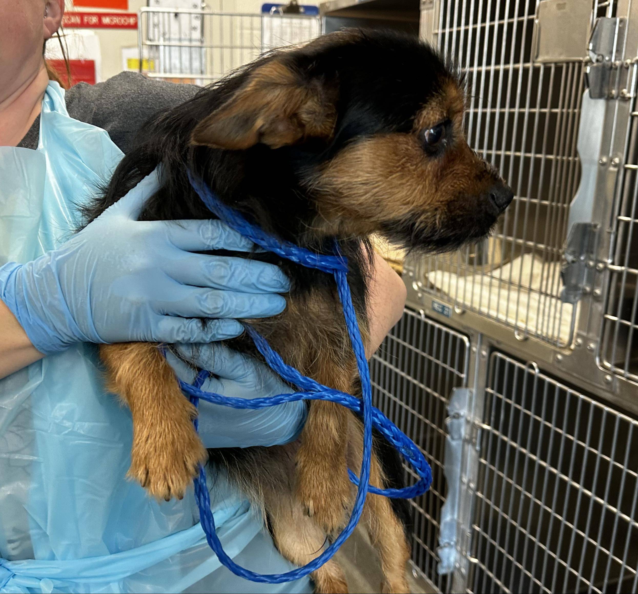 Petfbi - 3zcgr9e