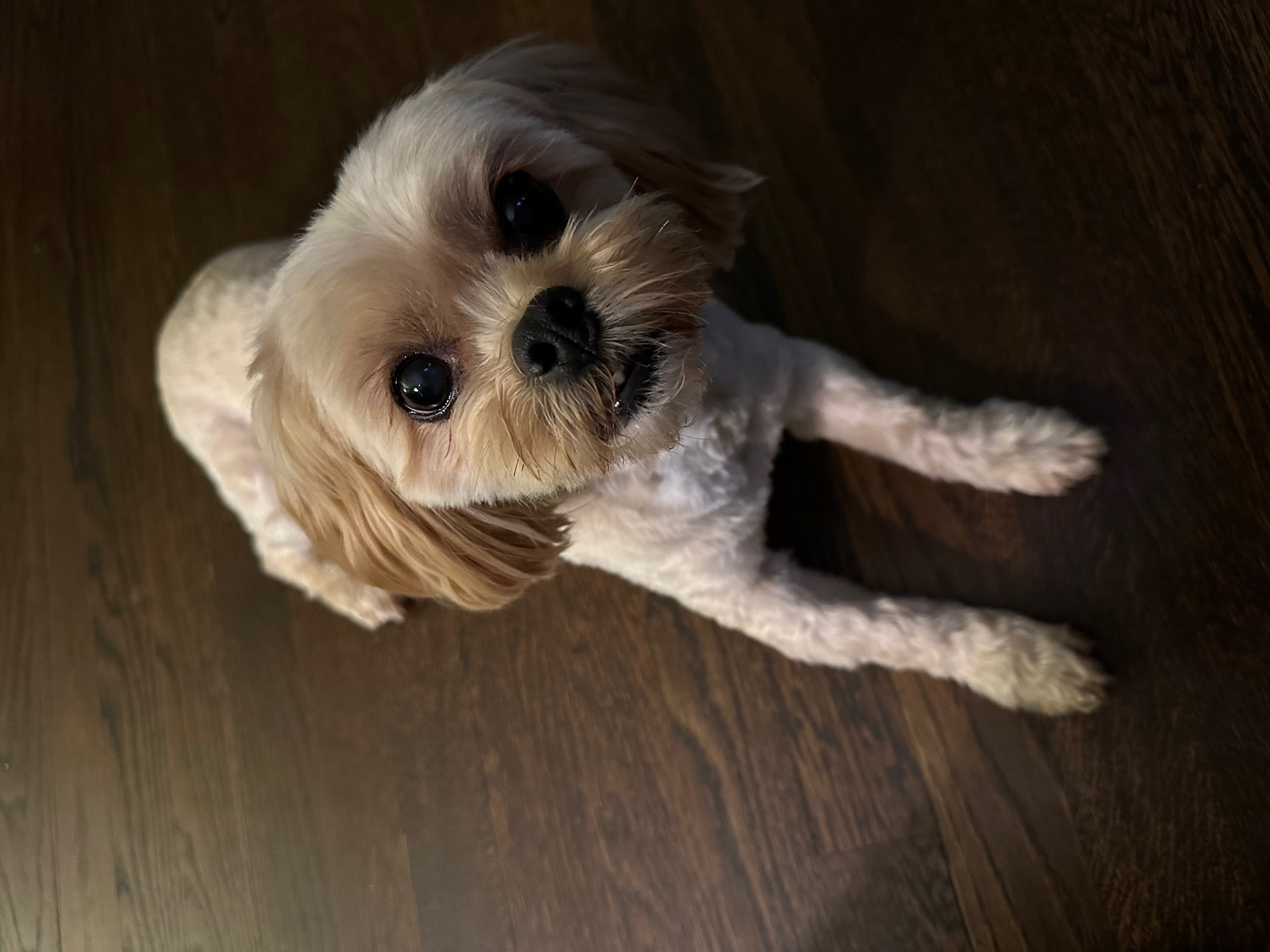 pet-fbi-report-id-598640-for-a-lost-dog-petfbi-pets-found-by