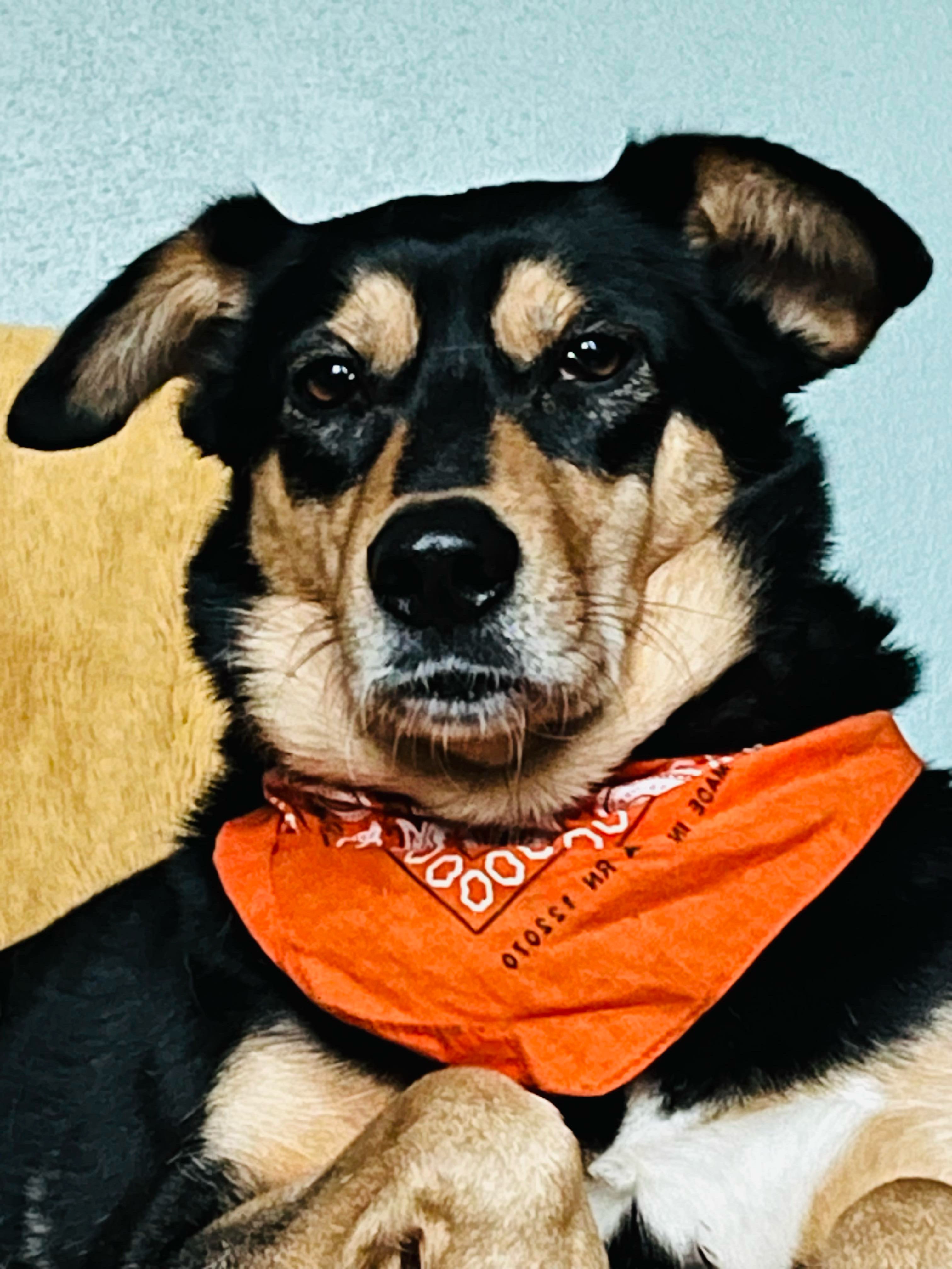 Pet FBI Report ID 599335 For A LOST DOG PetFBI Pets Found By pet-fbi-report-id-599335-for-a-lost-dog-petfbi-pets-found-by