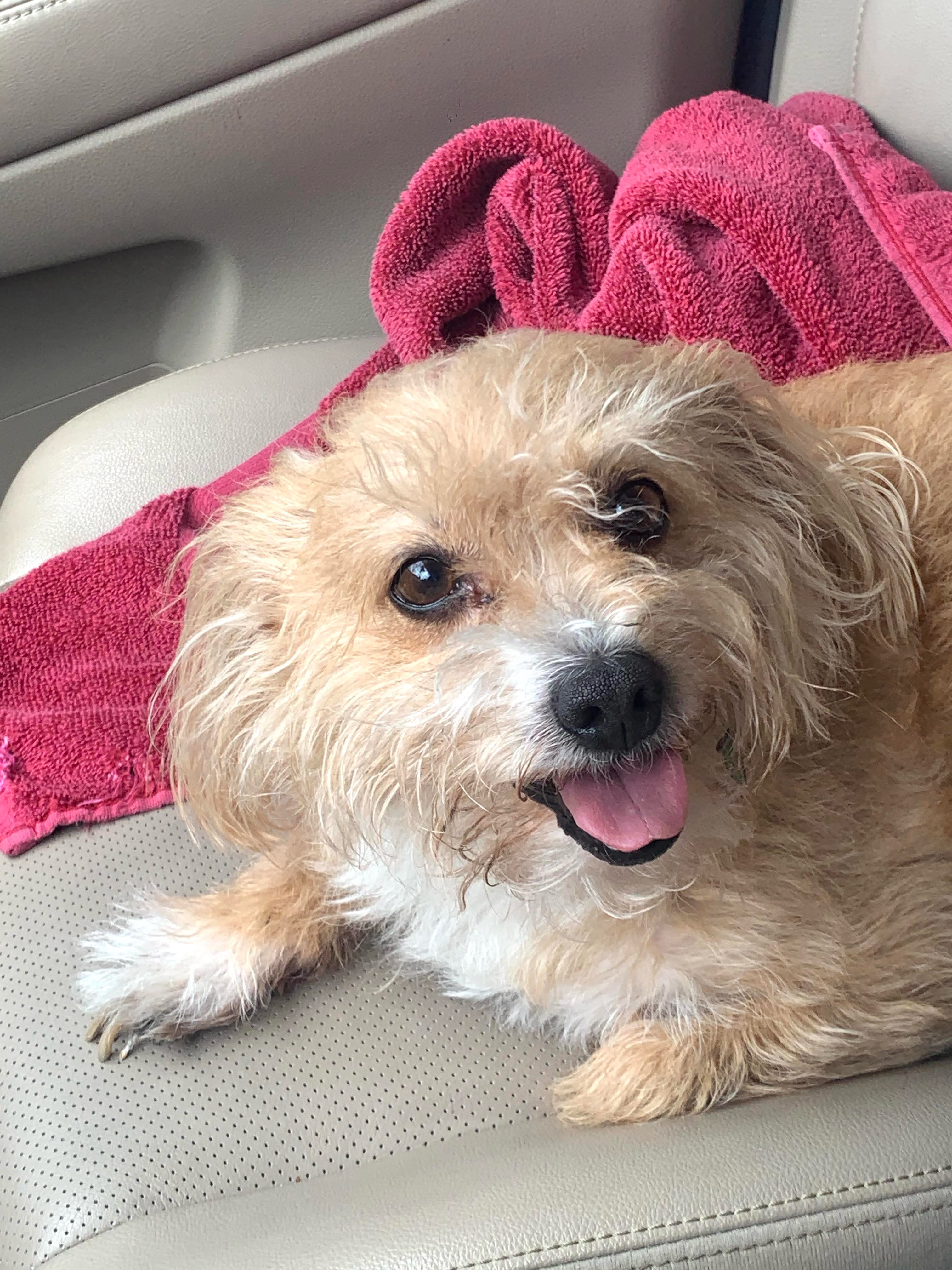 Cincinnati Craigslist Org Pets 33 - h0ovctr