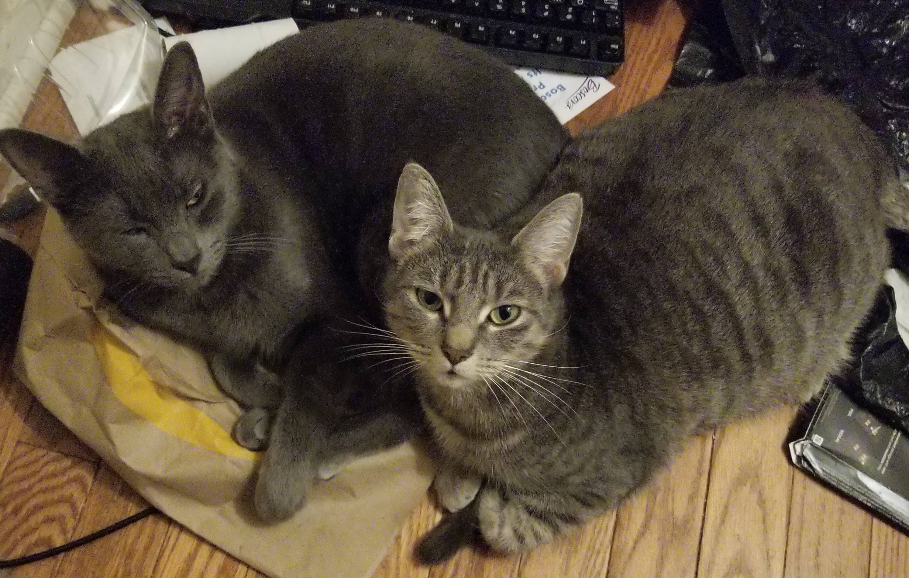 Pet FBI Report ID 601718 For A LOST CAT PetFBI Pets Found By pet-fbi-report-id-601718-for-a-lost-cat-petfbi-pets-found-by