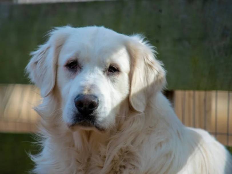 pet-fbi-report-id-605134-for-a-lost-dog-petfbi-pets-found-by
