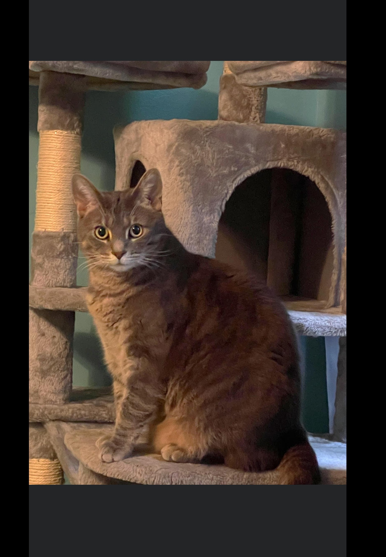 Pet FBI Report ID 607081 For A LOST CAT PetFBI Pets Found By pet-fbi-report-id-607081-for-a-lost-cat-petfbi-pets-found-by