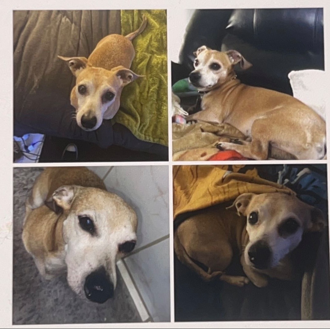 pet-fbi-report-id-609252-for-a-lost-dog-petfbi-pets-found-by