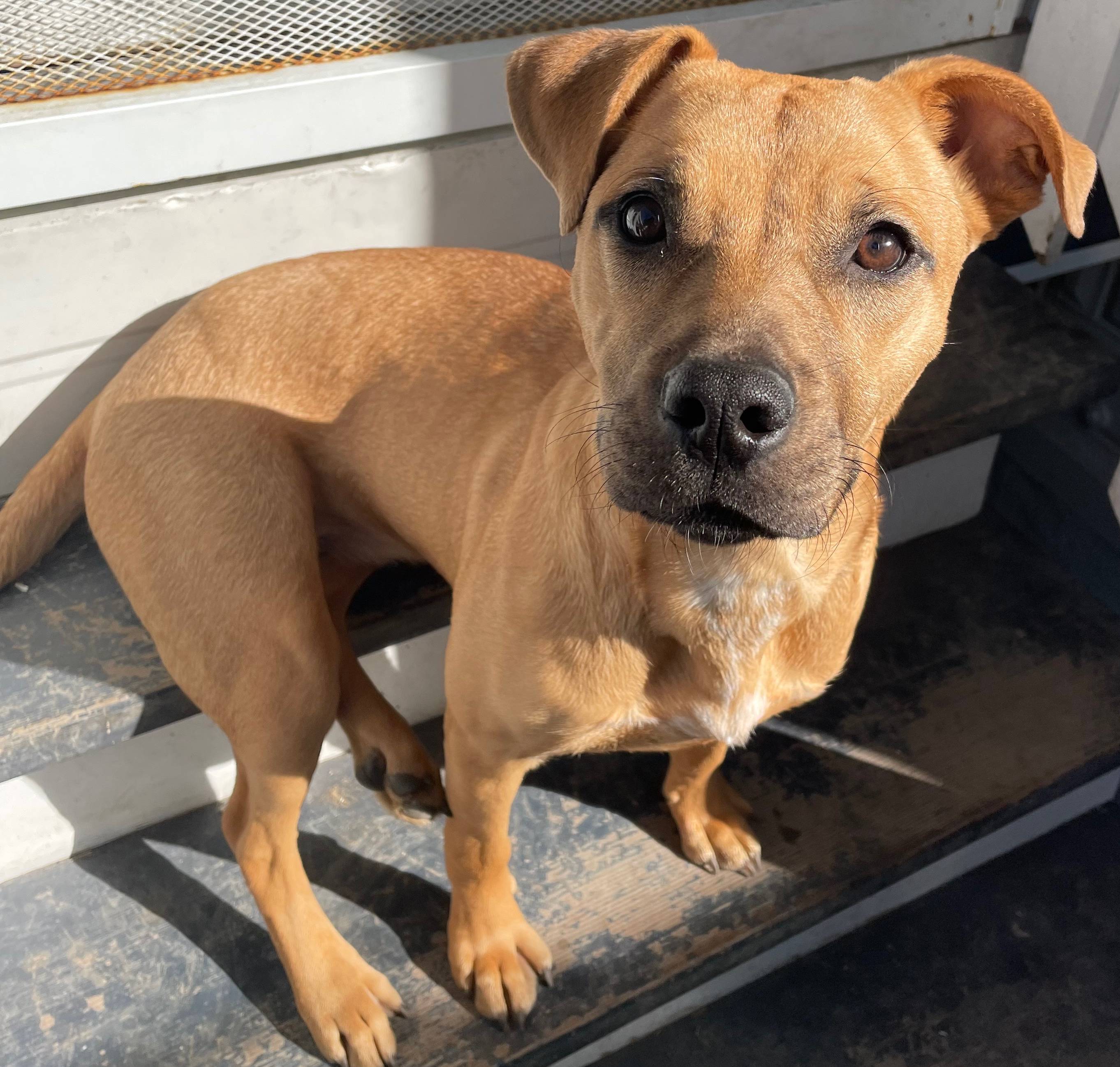 Cincinnati Craigslist Org Pets 33 - 6y7pssu