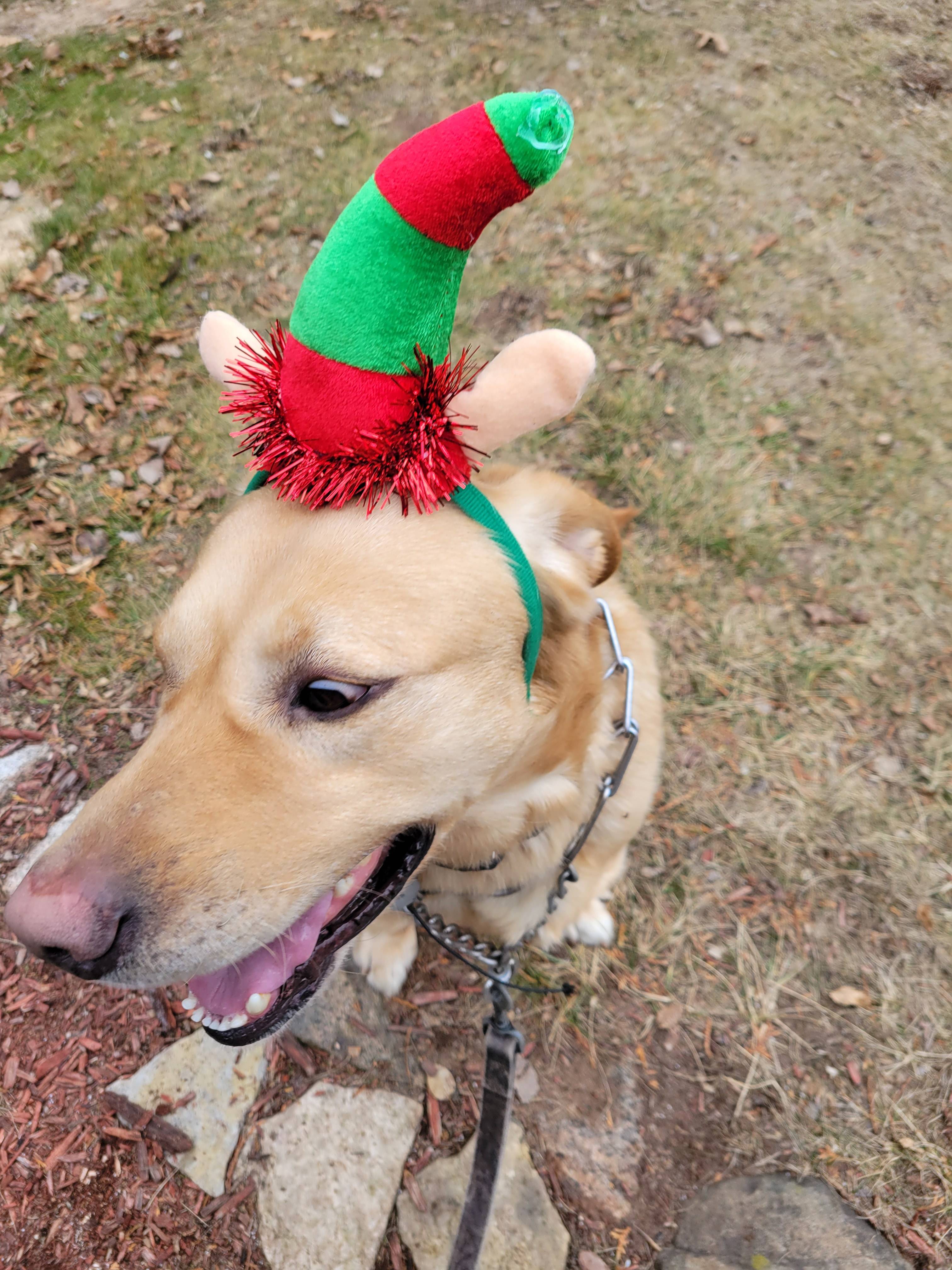 pet-fbi-report-id-611306-for-a-lost-dog-petfbi-pets-found-by