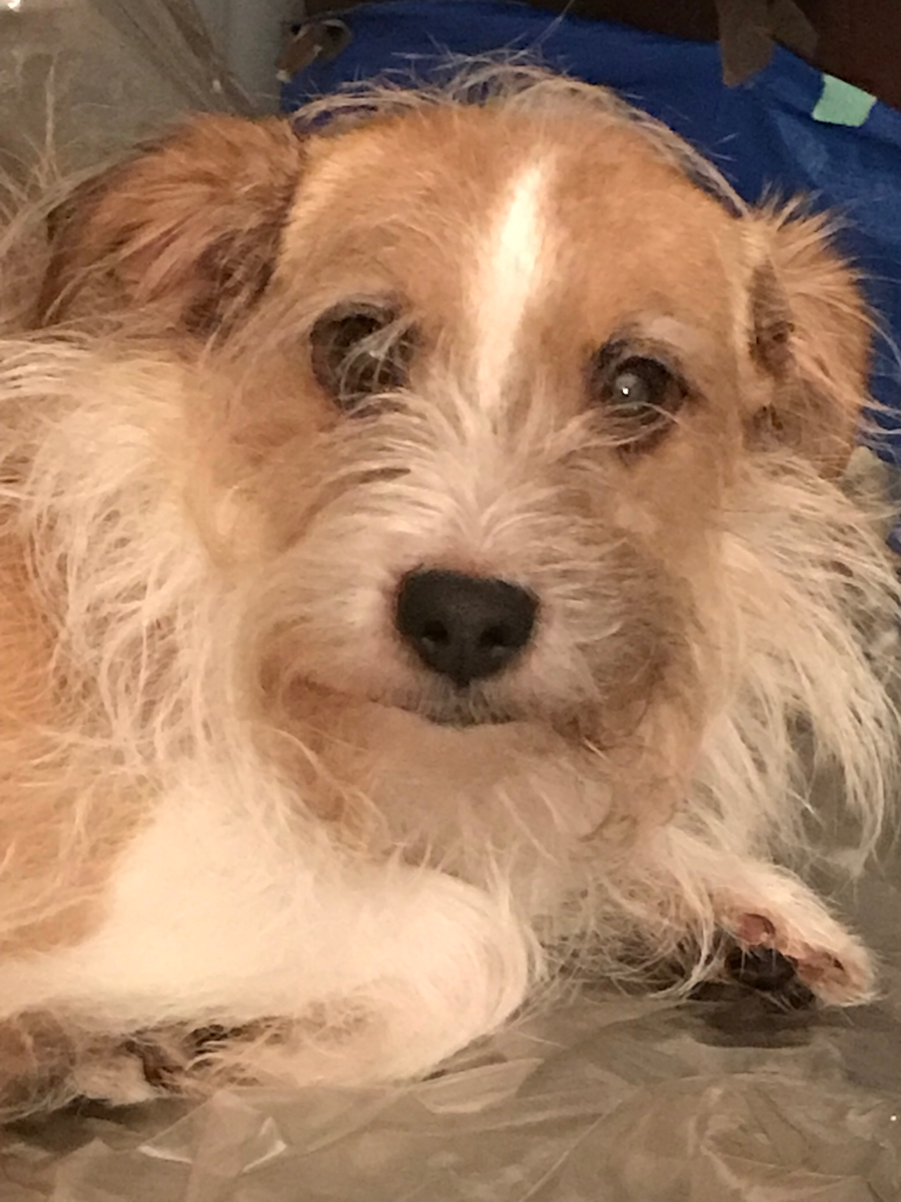Cincinnati Craigslist Org Pets 33 - lygdcxz